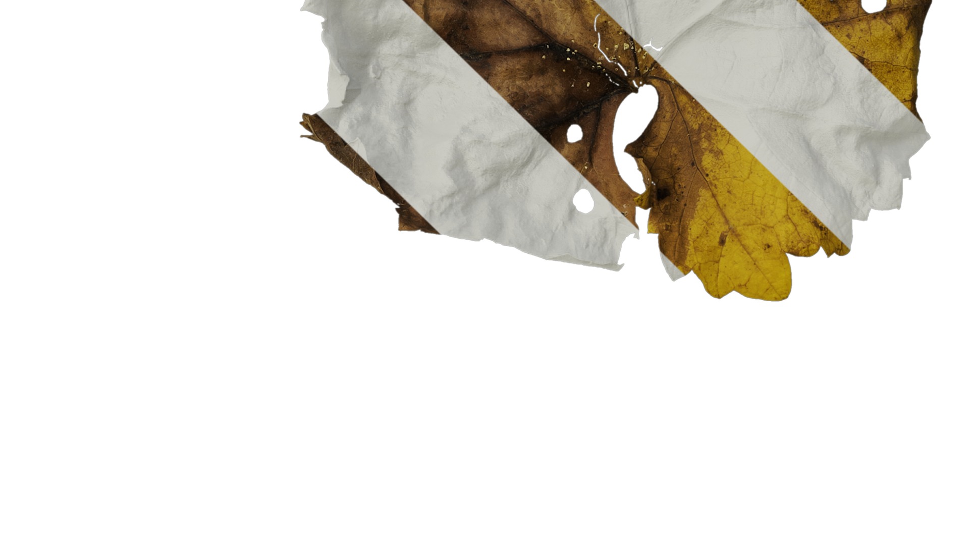 Anydrafts Vitis vinifera Leaf 07 Texture_4