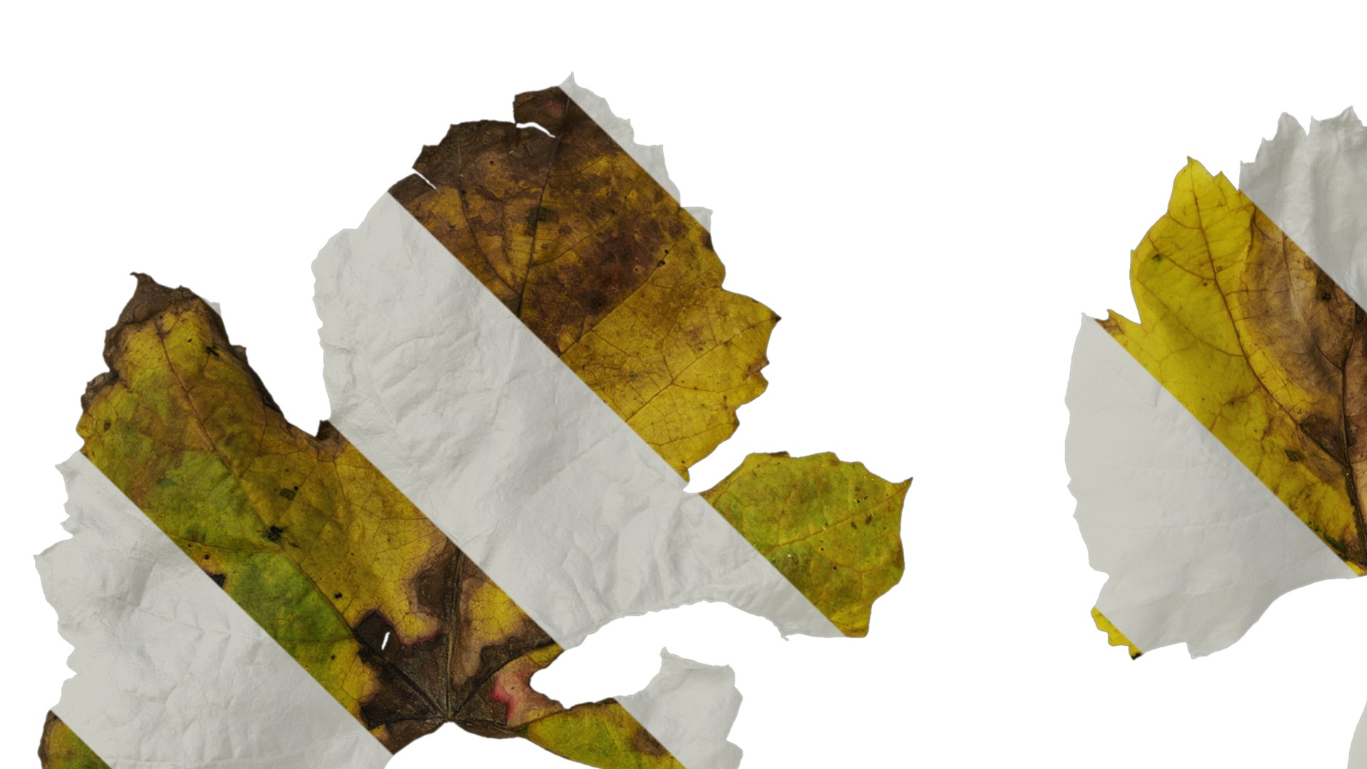 Anydrafts Vitis vinifera Leaf 07 Texture_1