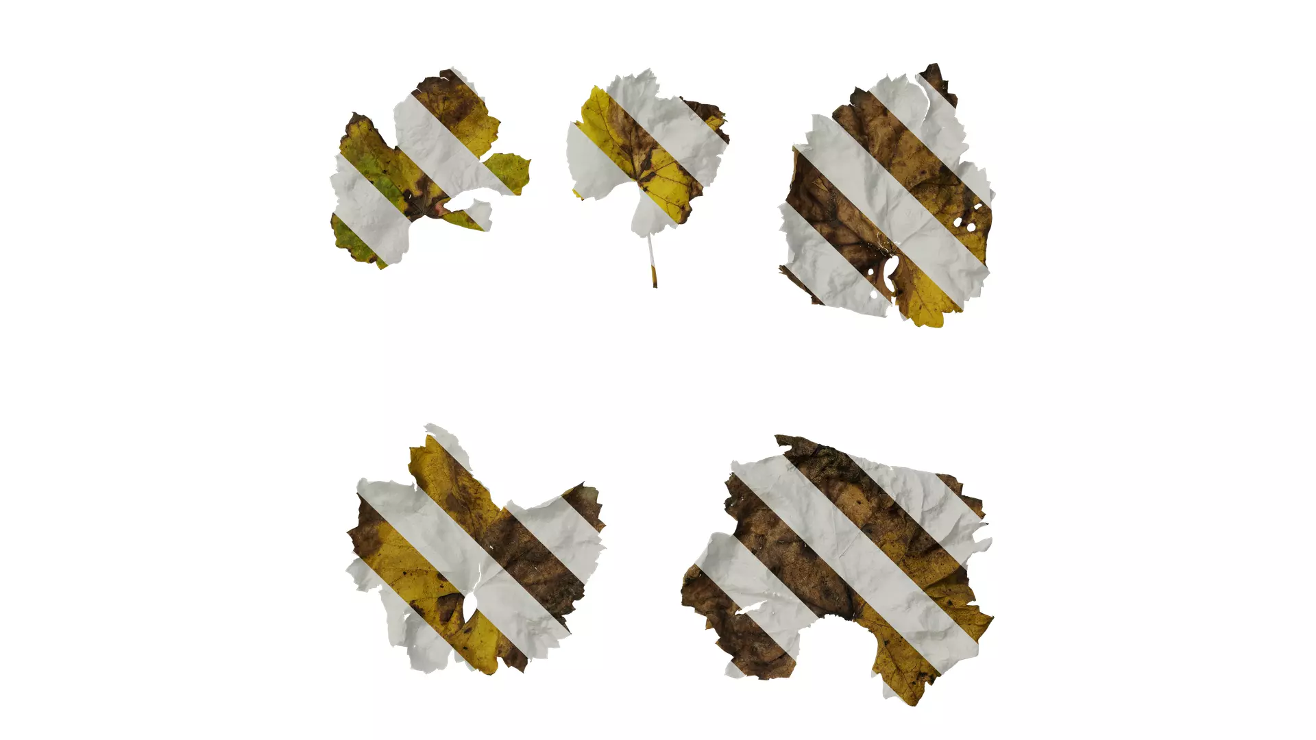 Anydrafts Vitis vinifera Leaf 07 Texture_0