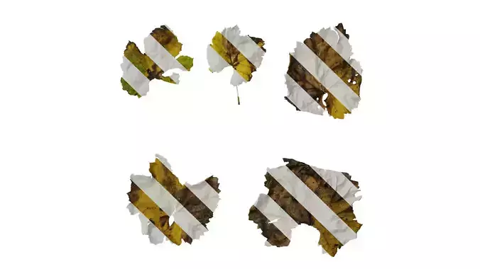 Anydrafts Vitis vinifera Leaf 07