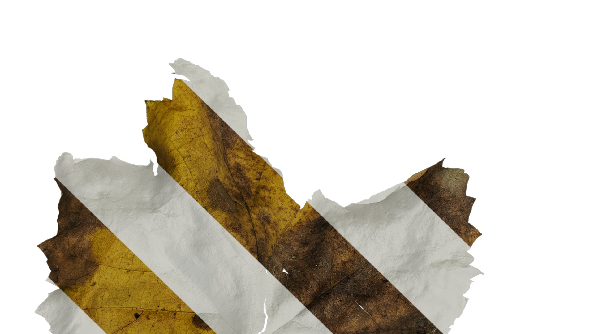 Anydrafts Vitis vinifera Leaf 07 Texture_5