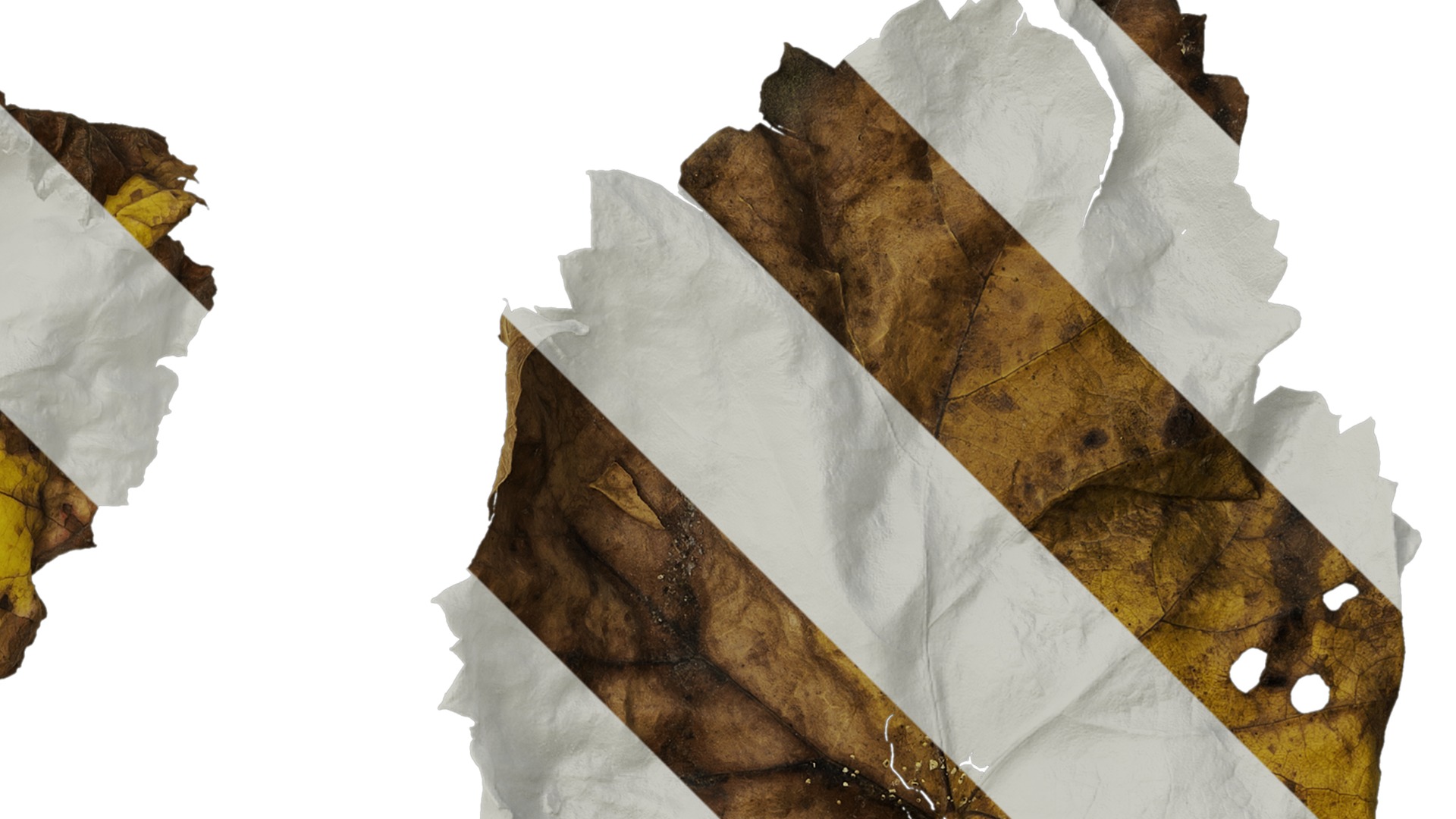 Anydrafts Vitis vinifera Leaf 07 Texture_2