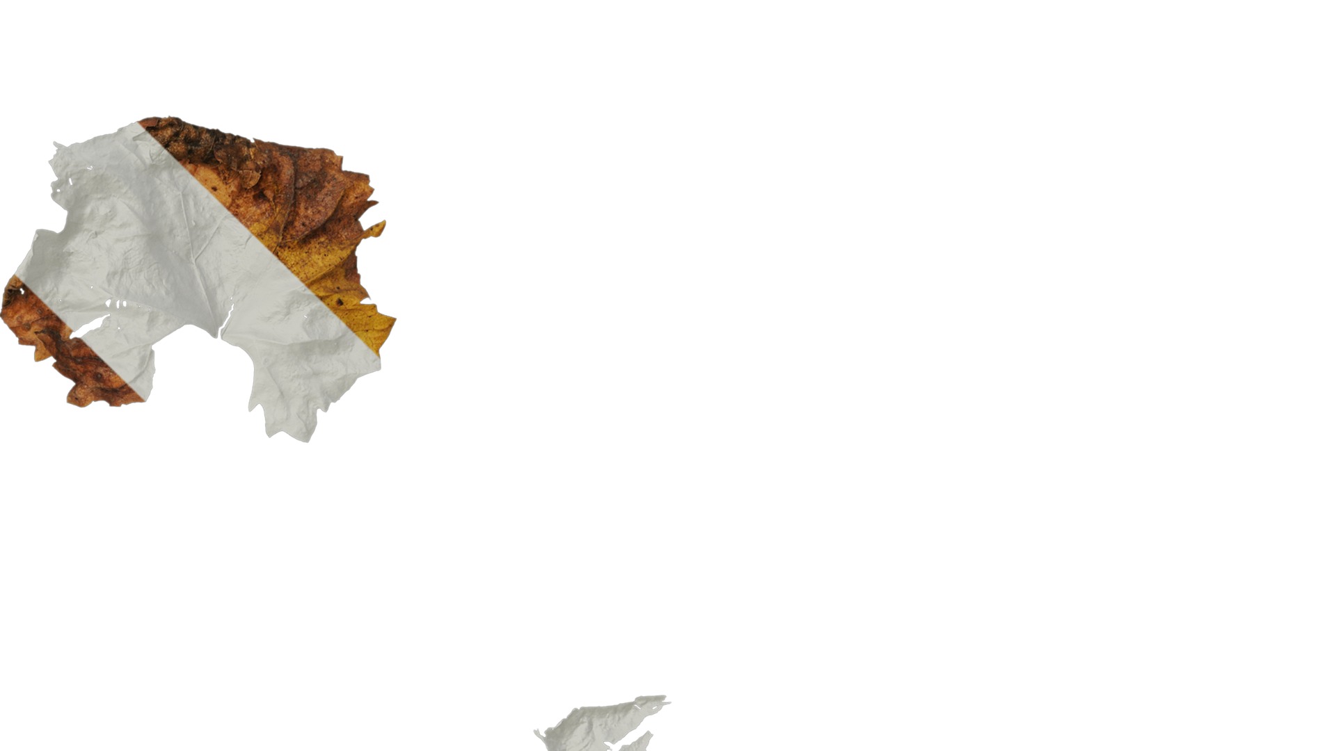 Anydrafts Vitis vinifera Leaf 11 Texture_4