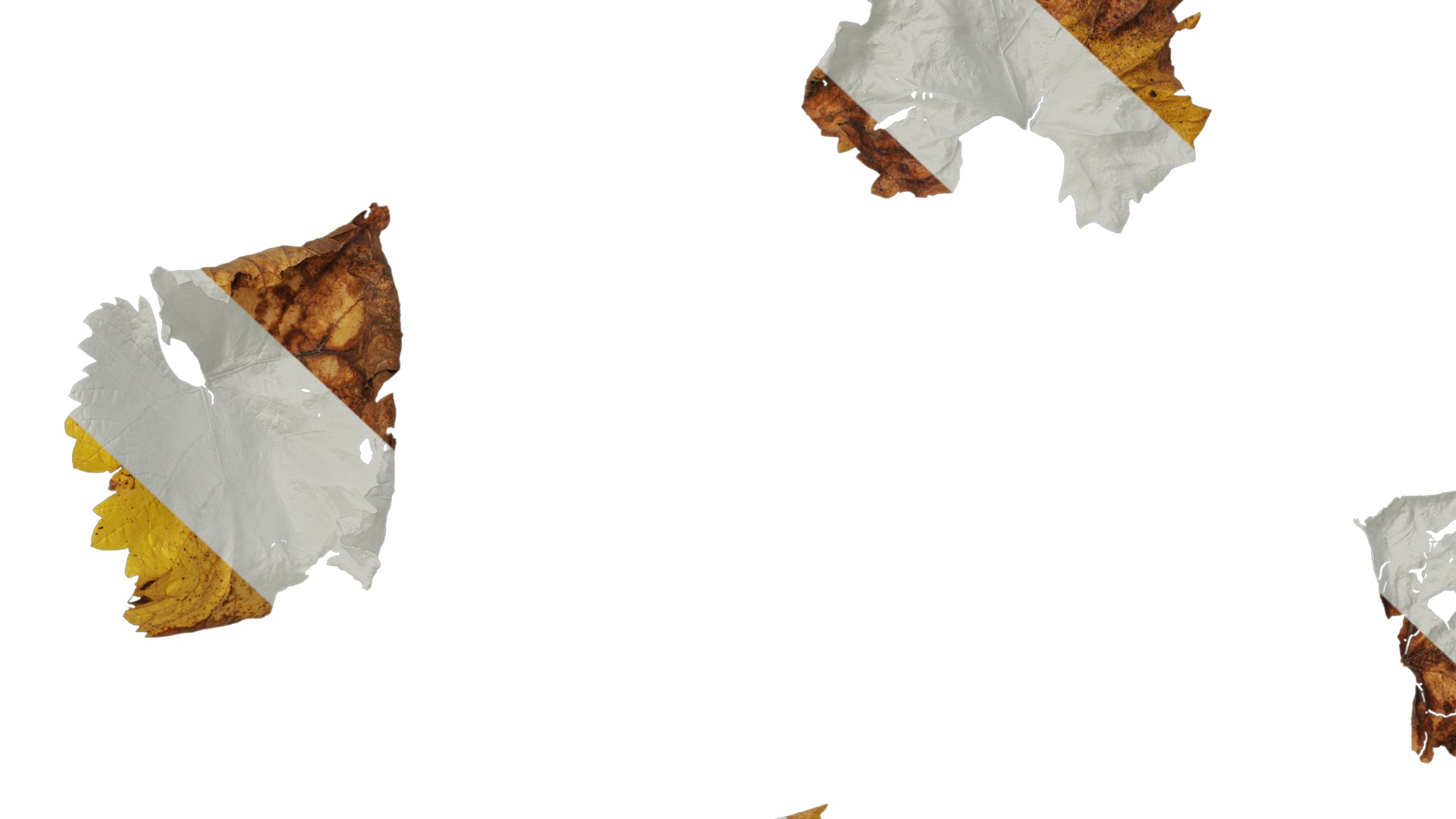 Anydrafts Vitis vinifera Leaf 11 Texture_7