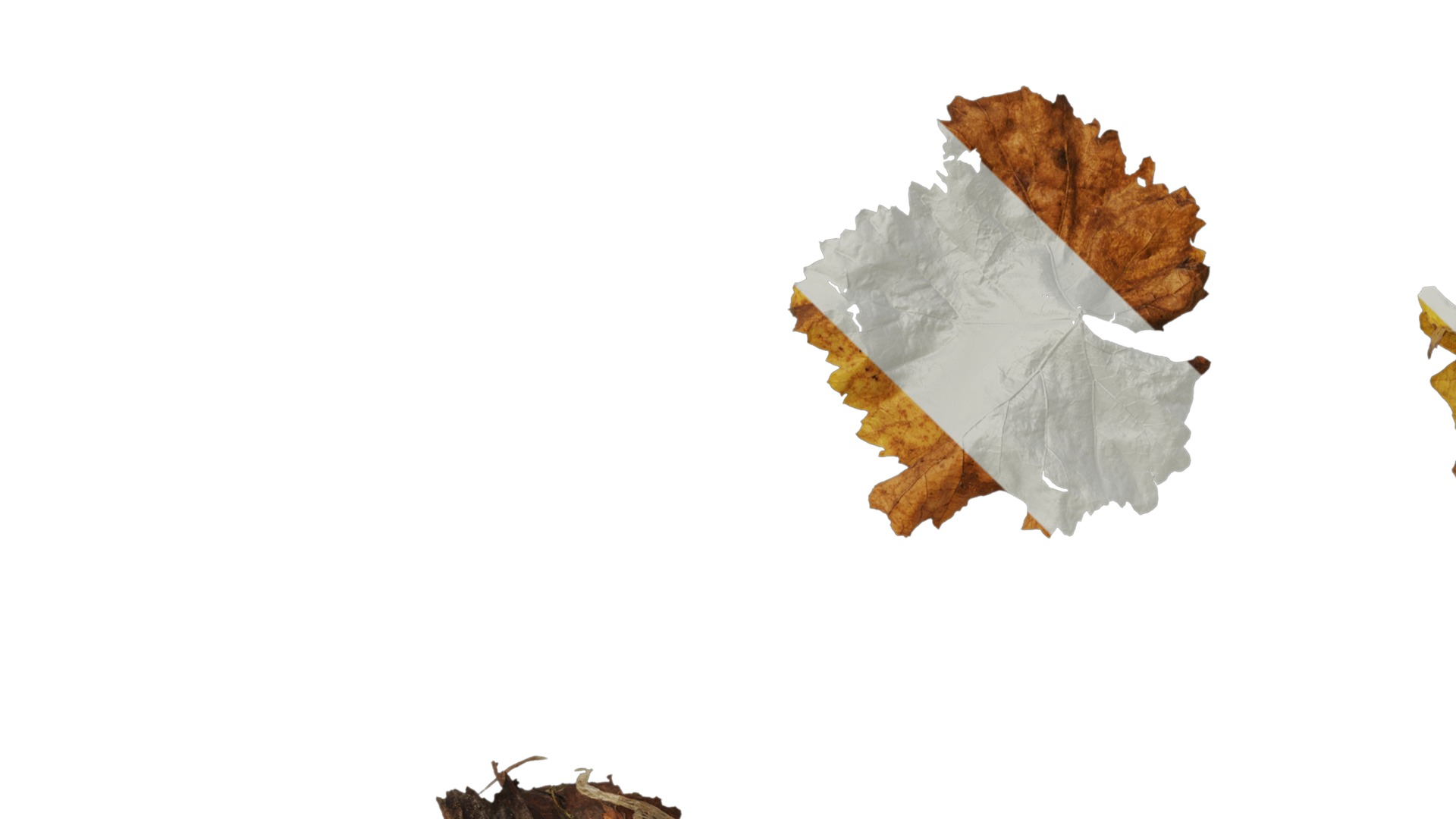 Anydrafts Vitis vinifera Leaf 11 Texture_1