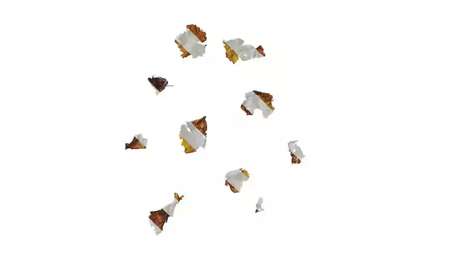 Anydrafts Vitis vinifera Leaf 11