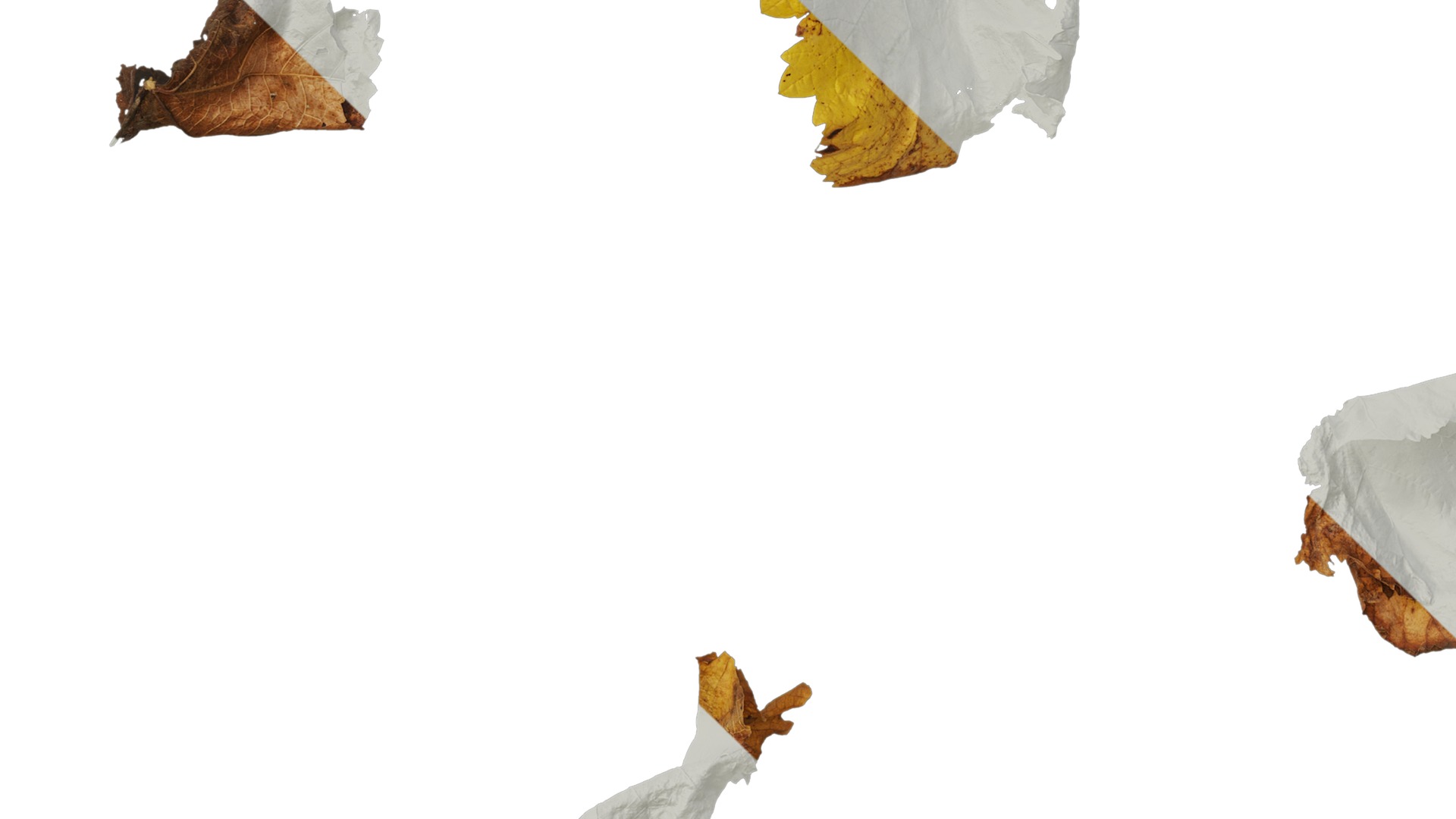 Anydrafts Vitis vinifera Leaf 11 Texture_5