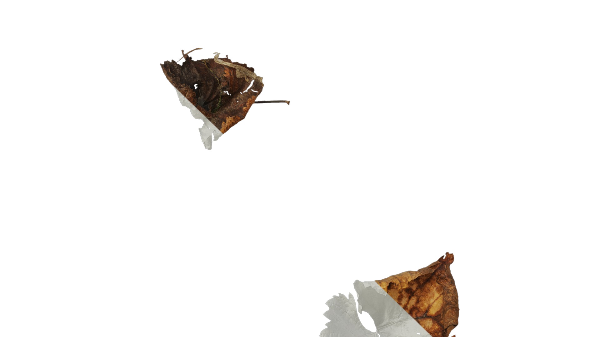 Anydrafts Vitis vinifera Leaf 11 Texture_3