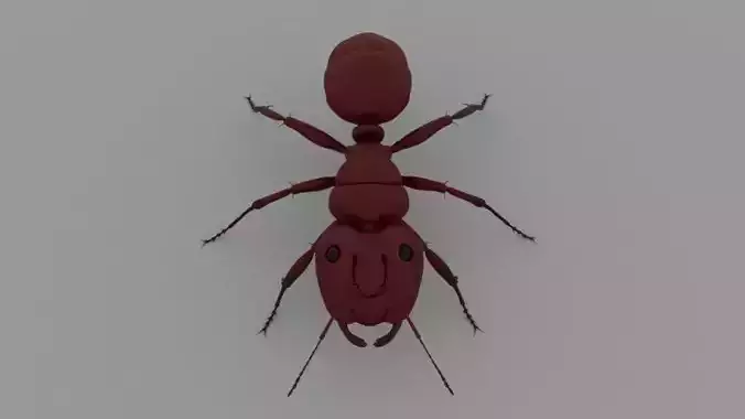 Ant Rig