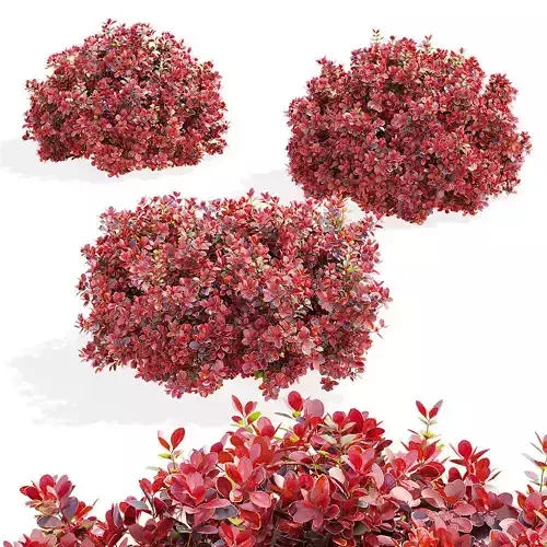 Berberis thunbergii Admiration