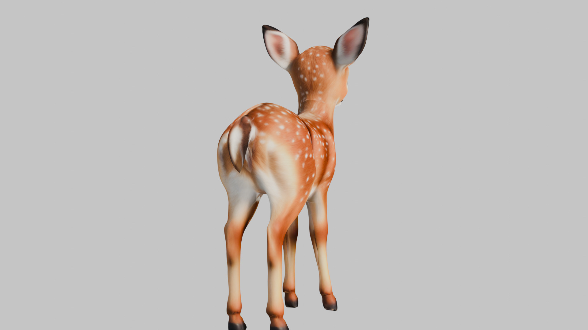Realistic Deer Fawn 3D Model Low-poly 3D model_14