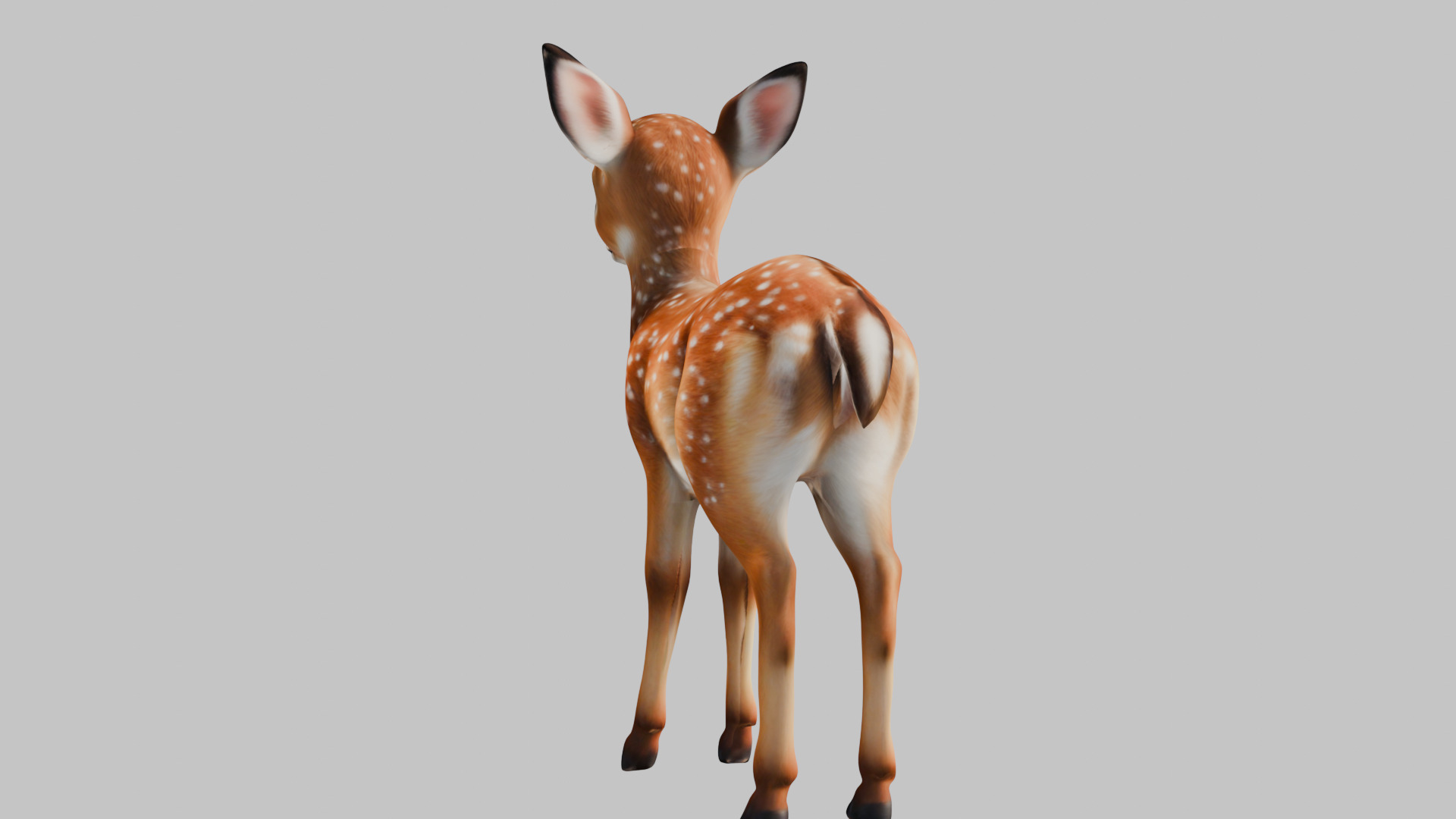 Realistic Deer Fawn 3D Model Low-poly 3D model_2