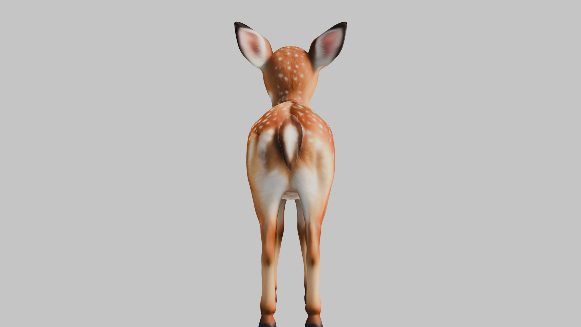 Realistic Deer Fawn 3D Model Low-poly 3D model_15