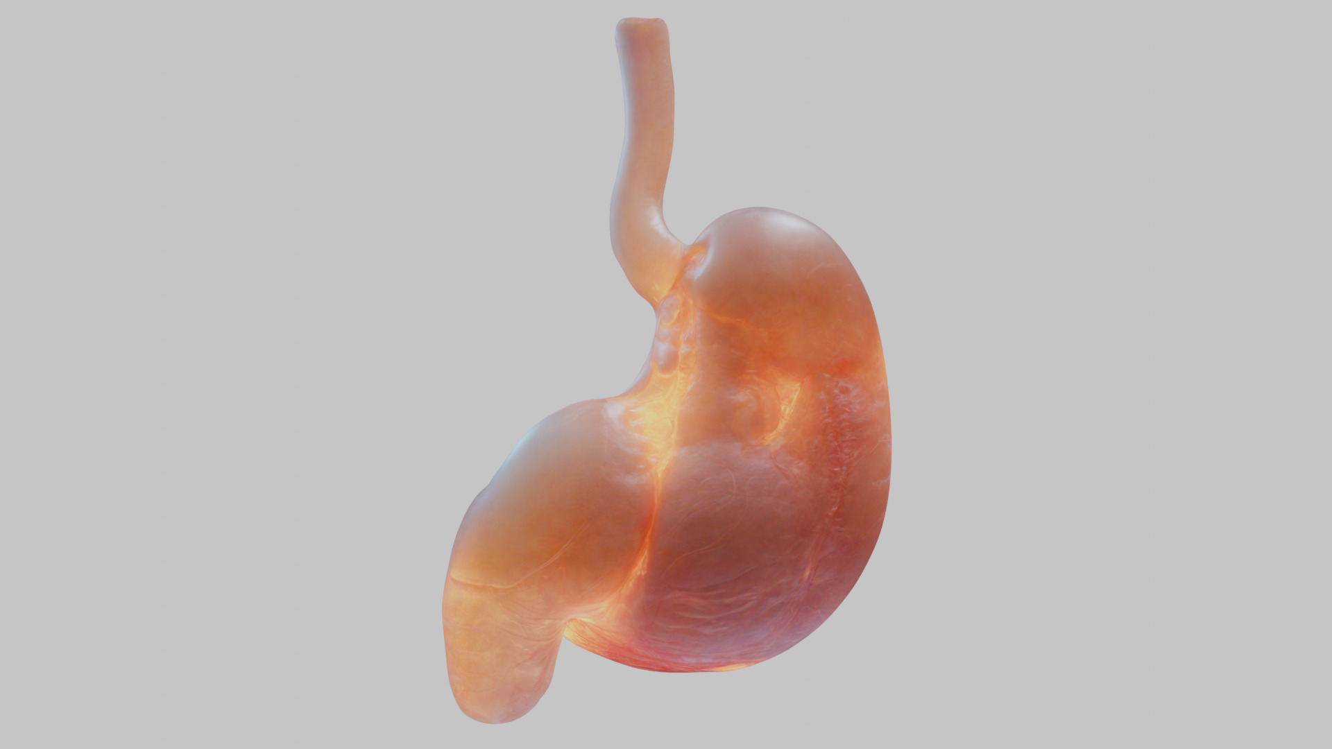 Surreal Bright Stomach Anatomy 3D Model Low-poly 3D model_1