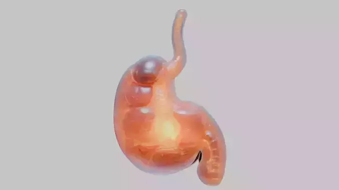 Surreal Bright Stomach Anatomy 3D Model