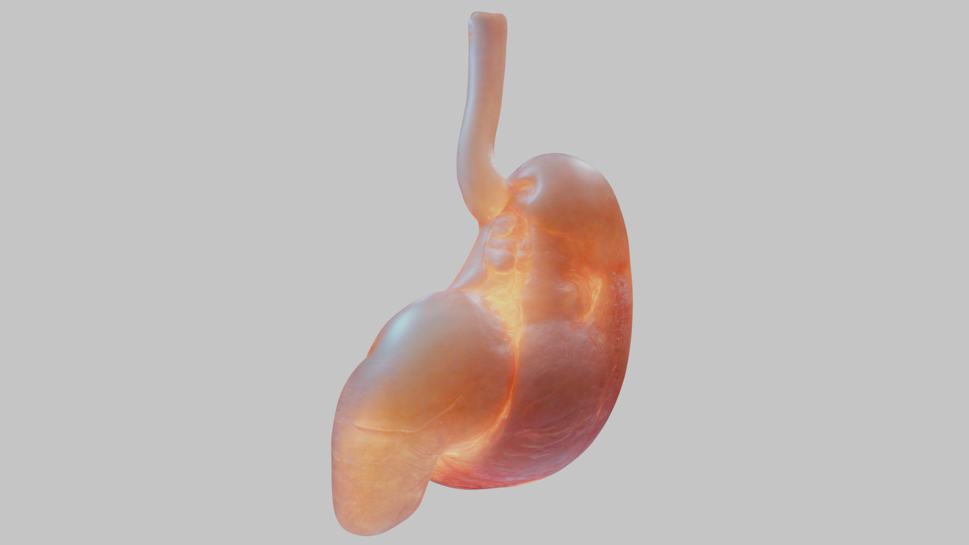 Surreal Bright Stomach Anatomy 3D Model Low-poly 3D model_2