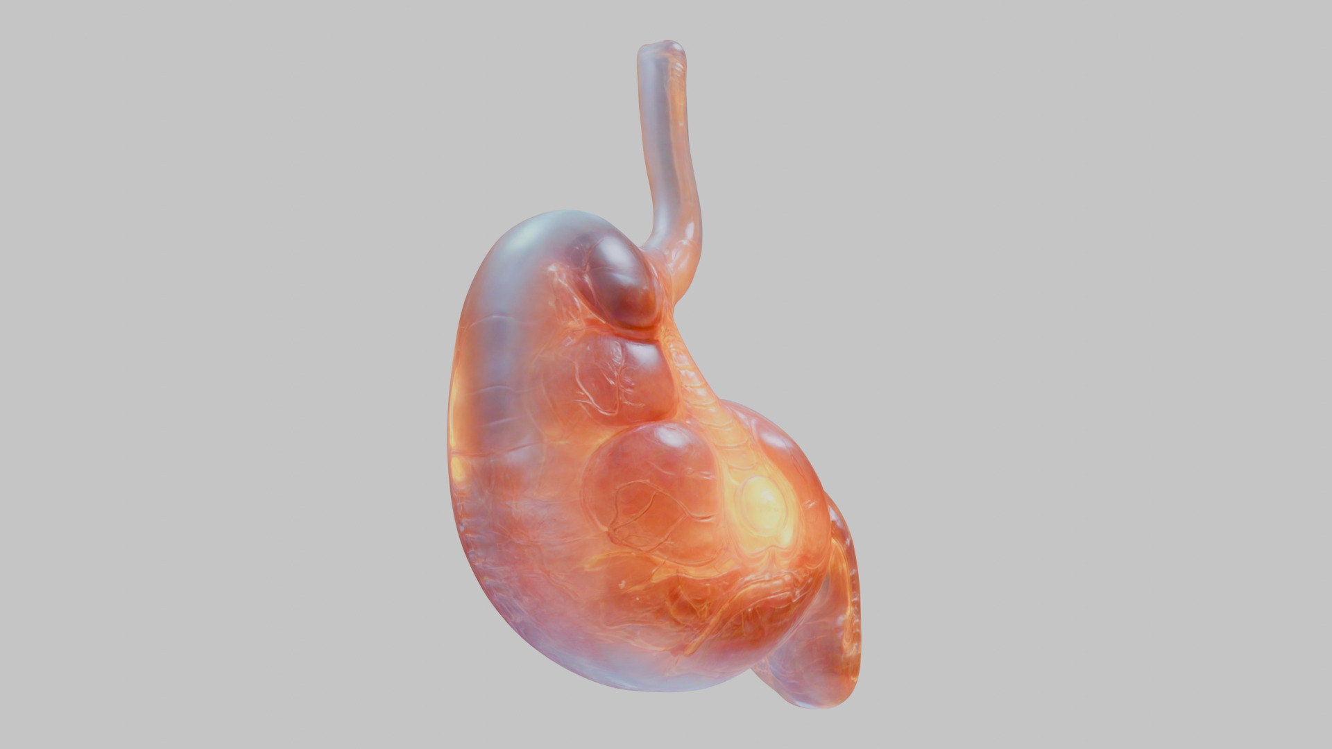 Surreal Bright Stomach Anatomy 3D Model Low-poly 3D model_9