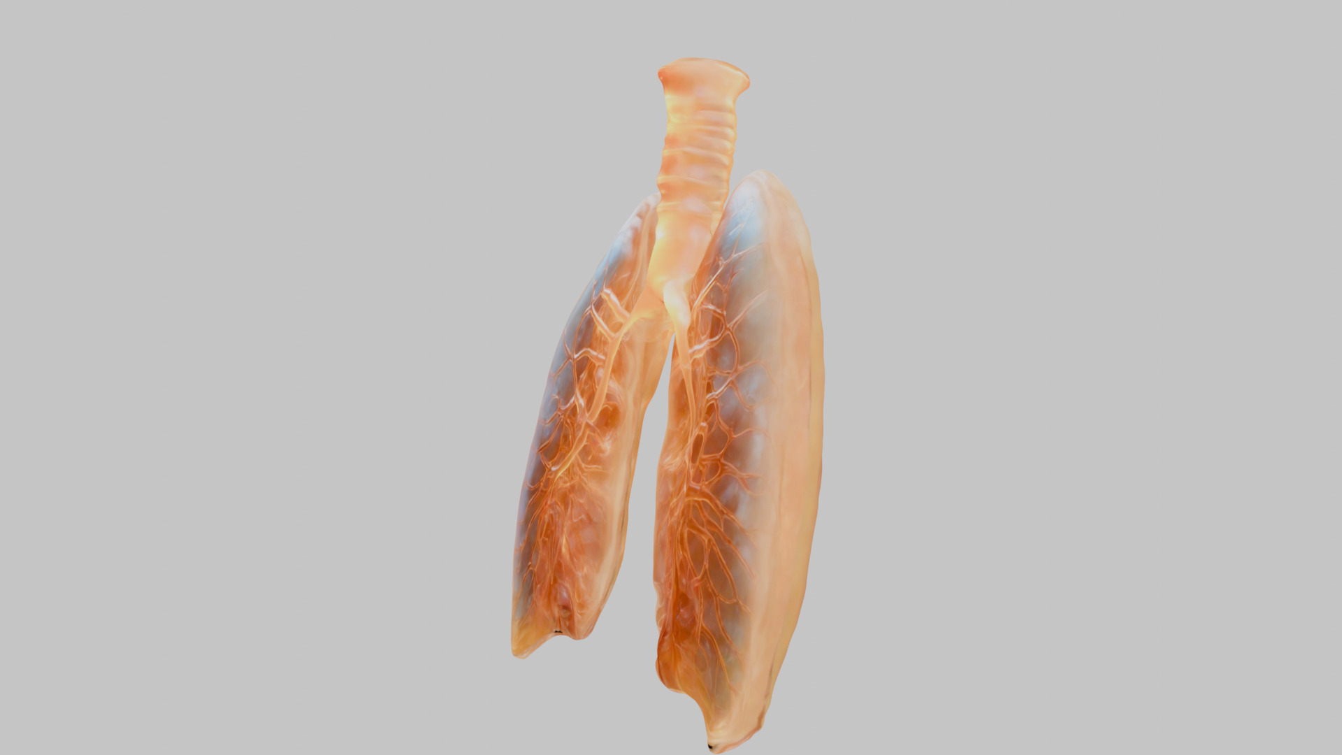 Detailed Human Lung 3D Model Low-poly 3D model_5