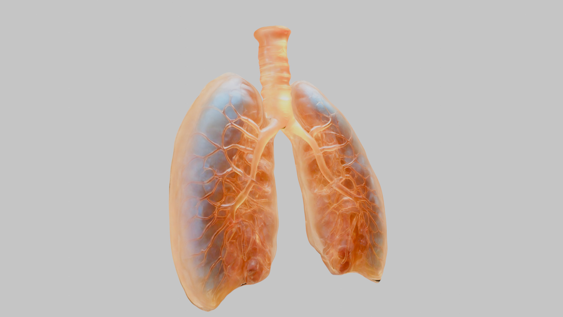Detailed Human Lung 3D Model Low-poly 3D model_9