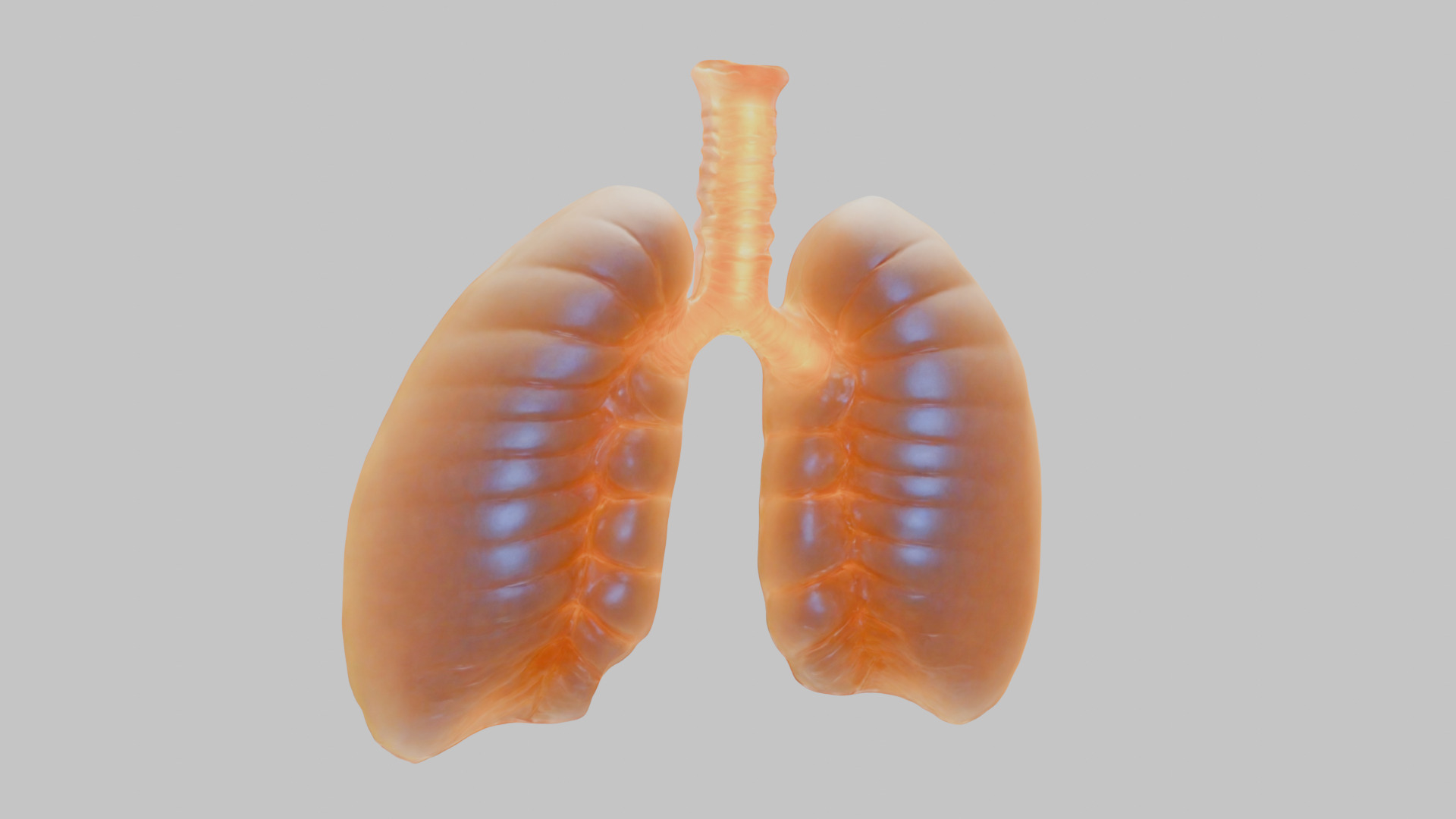 Detailed Human Lung 3D Model Low-poly 3D model_1