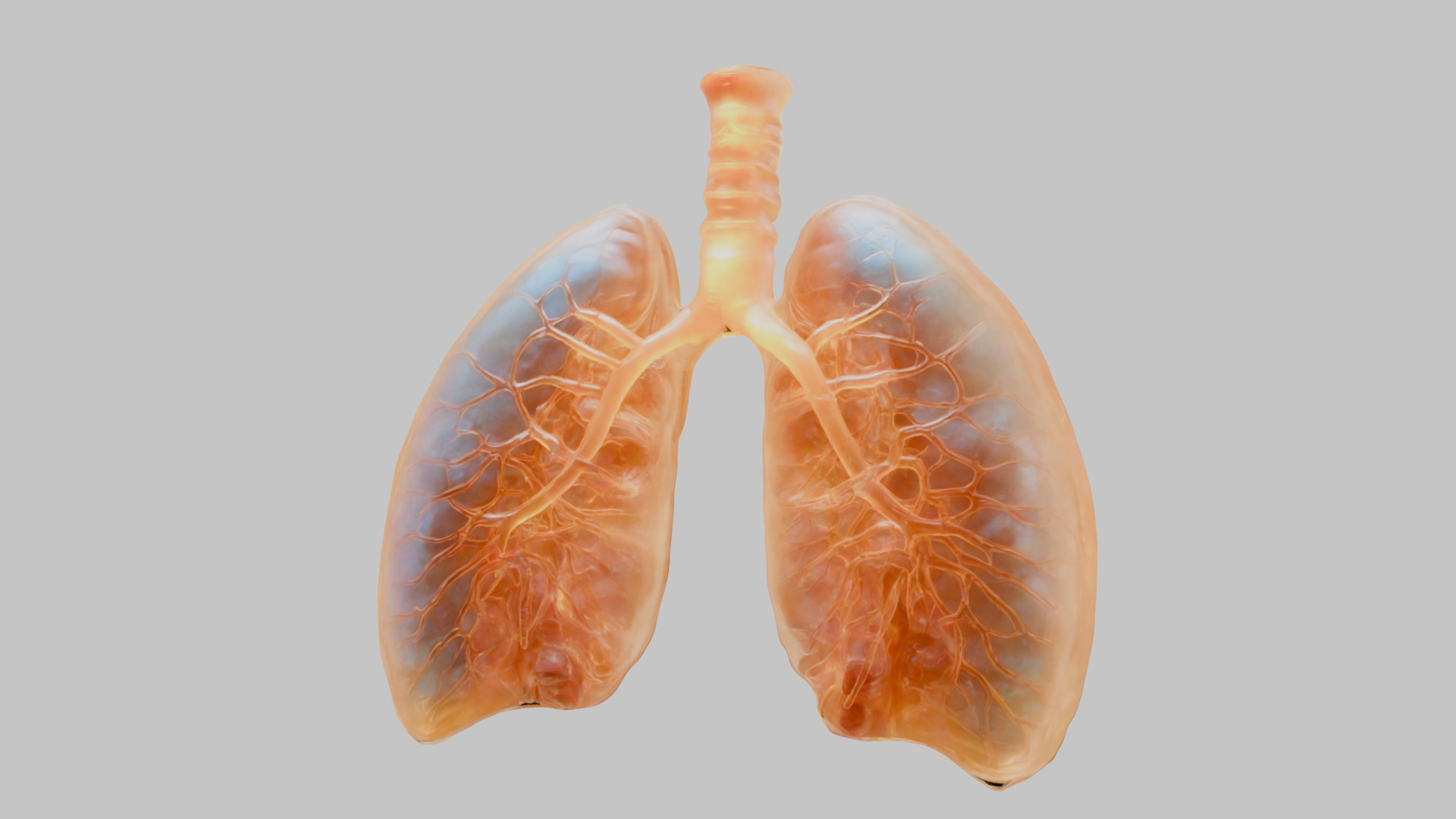 Detailed Human Lung 3D Model Low-poly 3D model_7