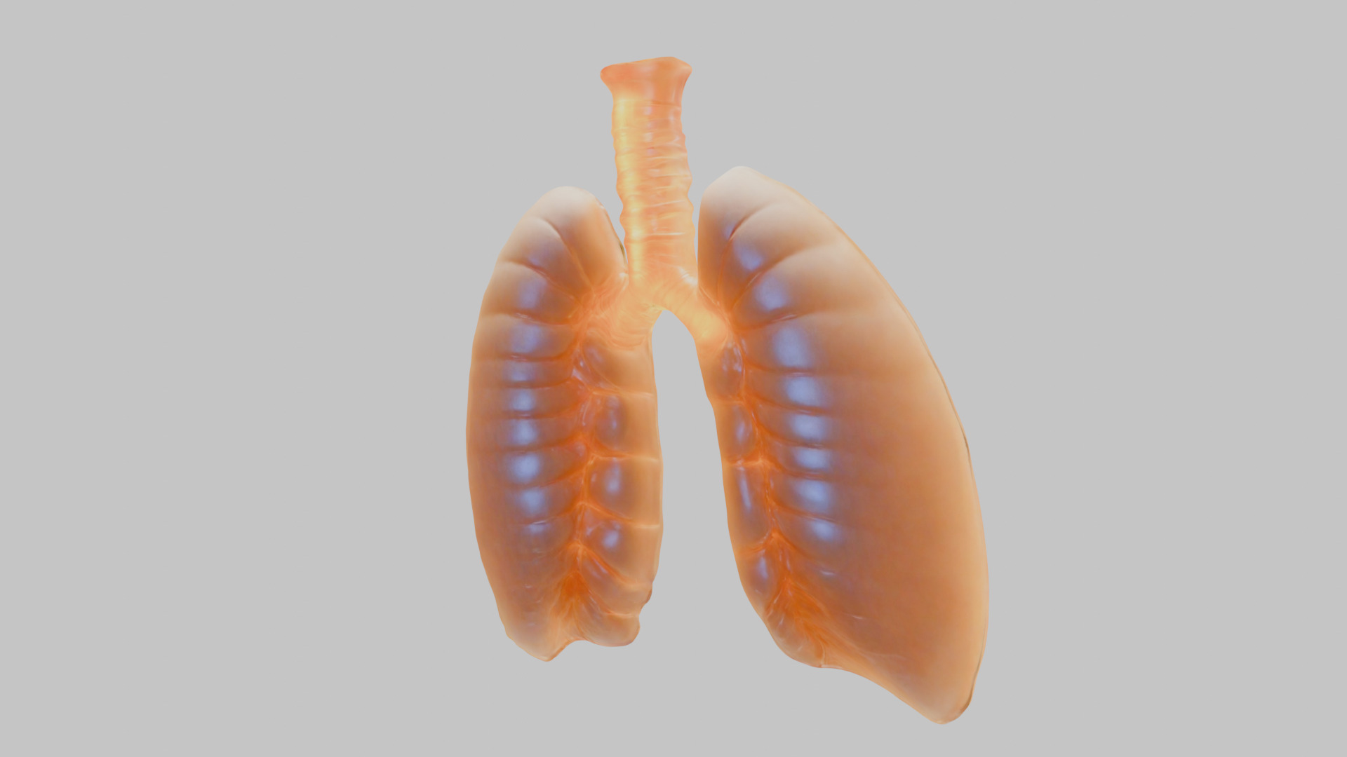 Detailed Human Lung 3D Model Low-poly 3D model_13