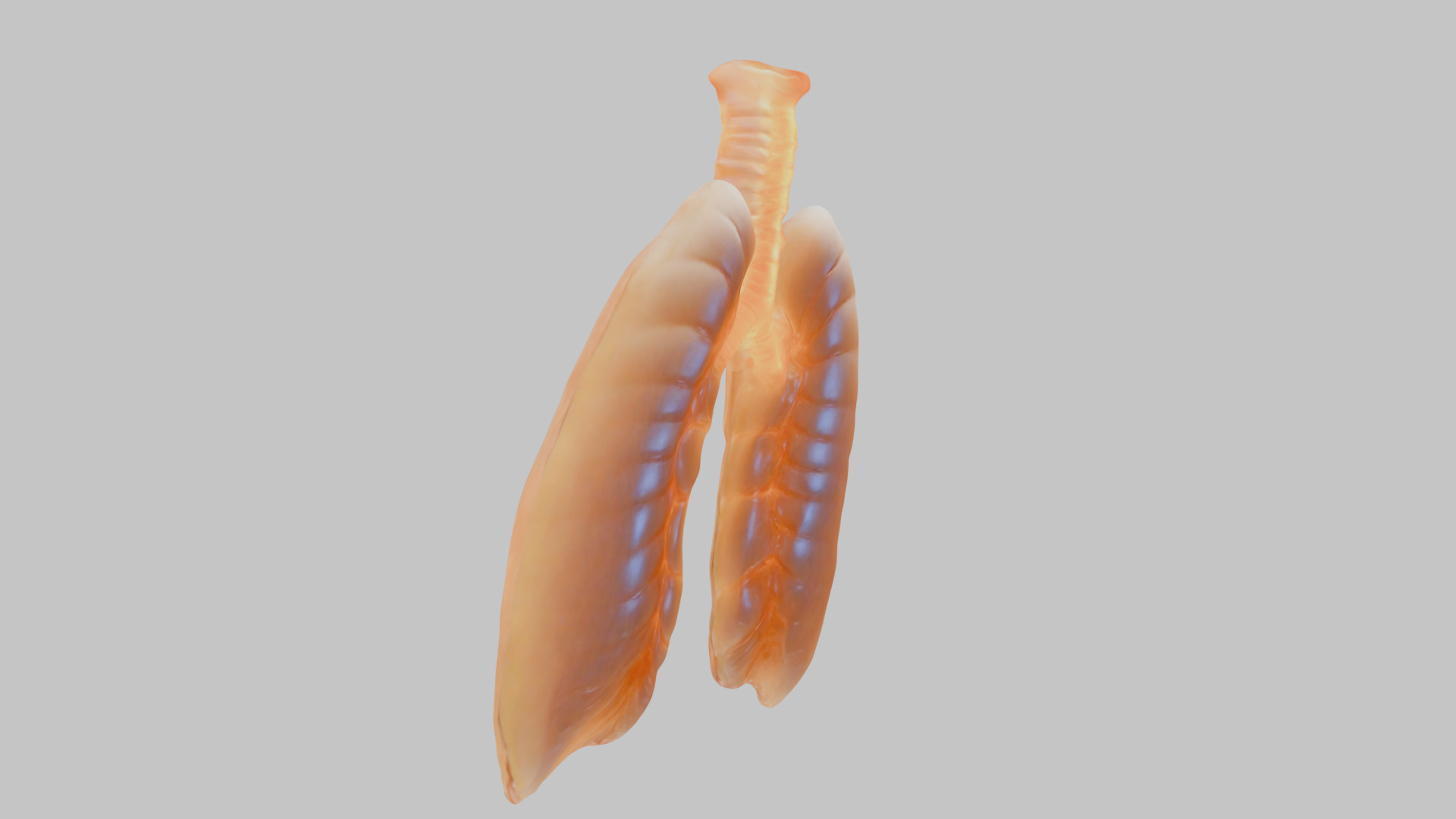 Detailed Human Lung 3D Model Low-poly 3D model_3