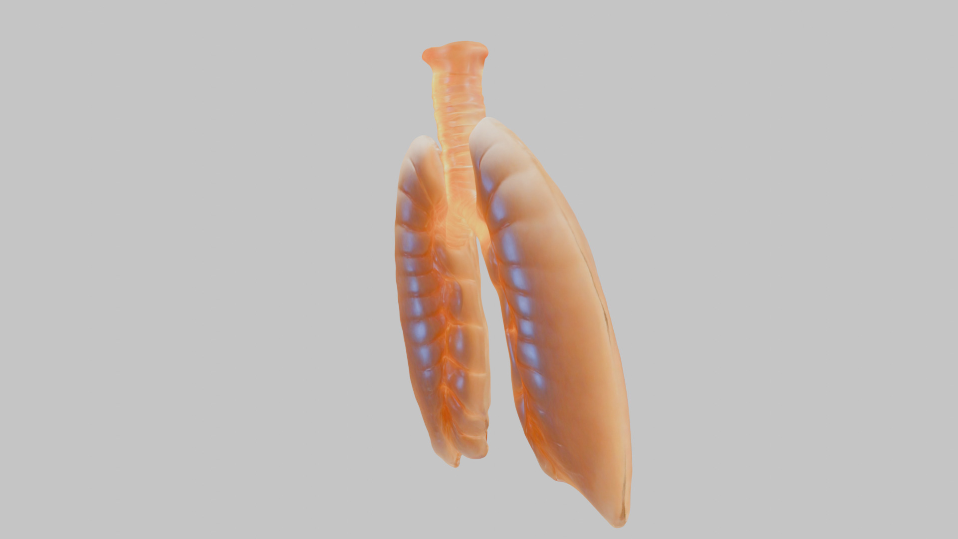 Detailed Human Lung 3D Model Low-poly 3D model_12
