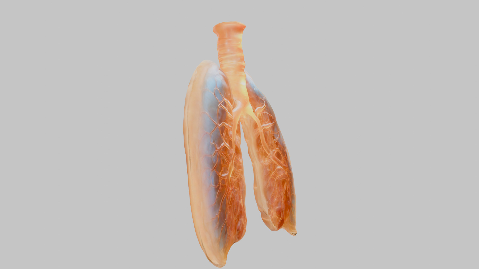 Detailed Human Lung 3D Model Low-poly 3D model_10