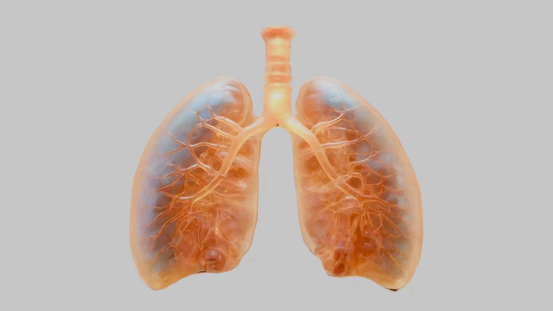 Detailed Human Lung 3D Model Low-poly 3D model_0