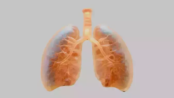Detailed Human Lung 3D Model