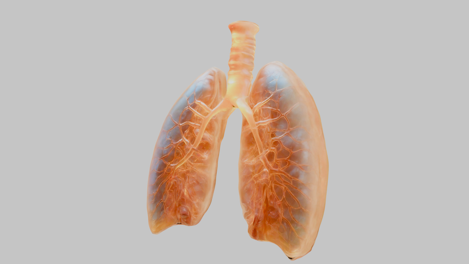 Detailed Human Lung 3D Model Low-poly 3D model_6