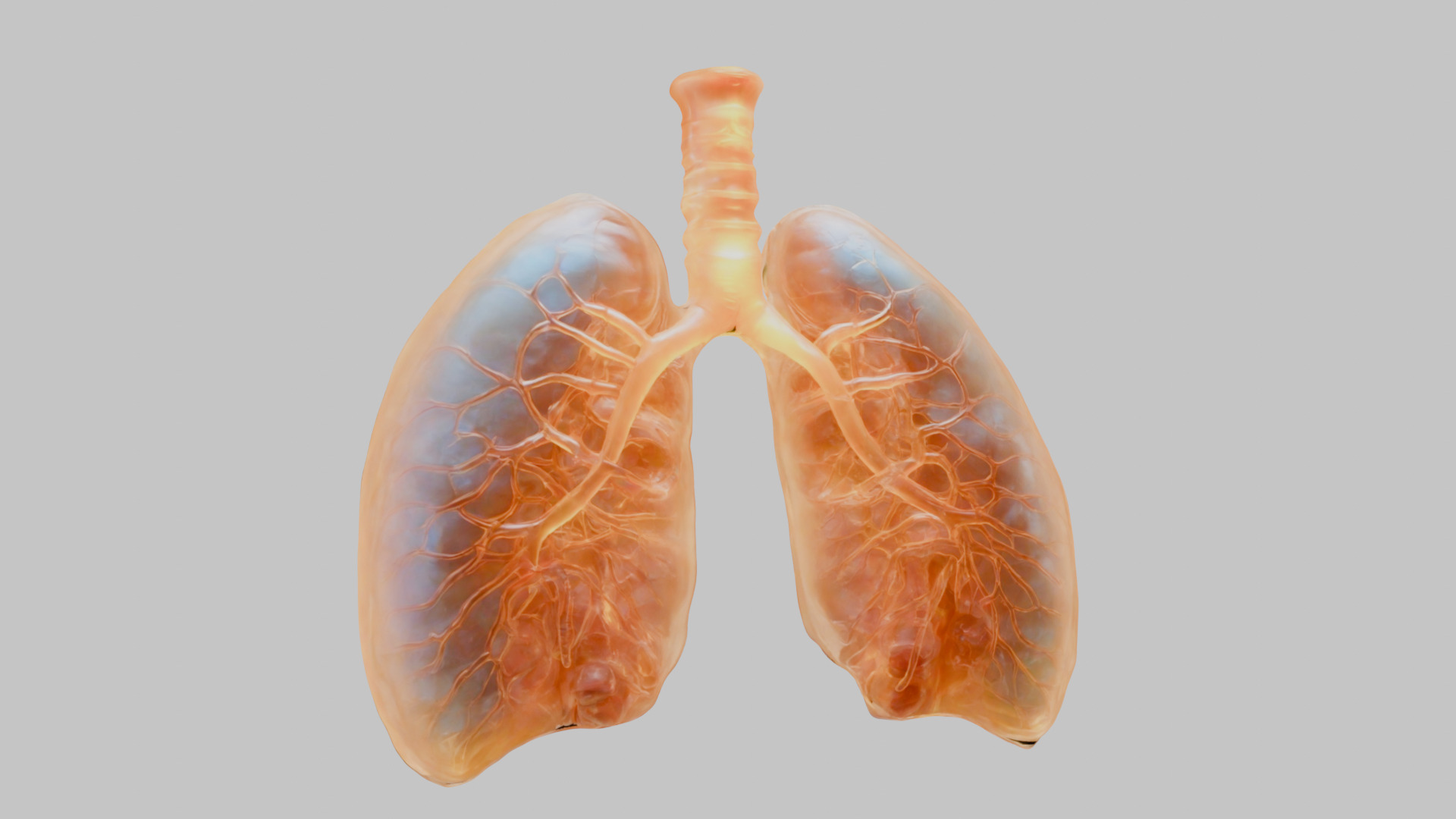 Detailed Human Lung 3D Model Low-poly 3D model_8