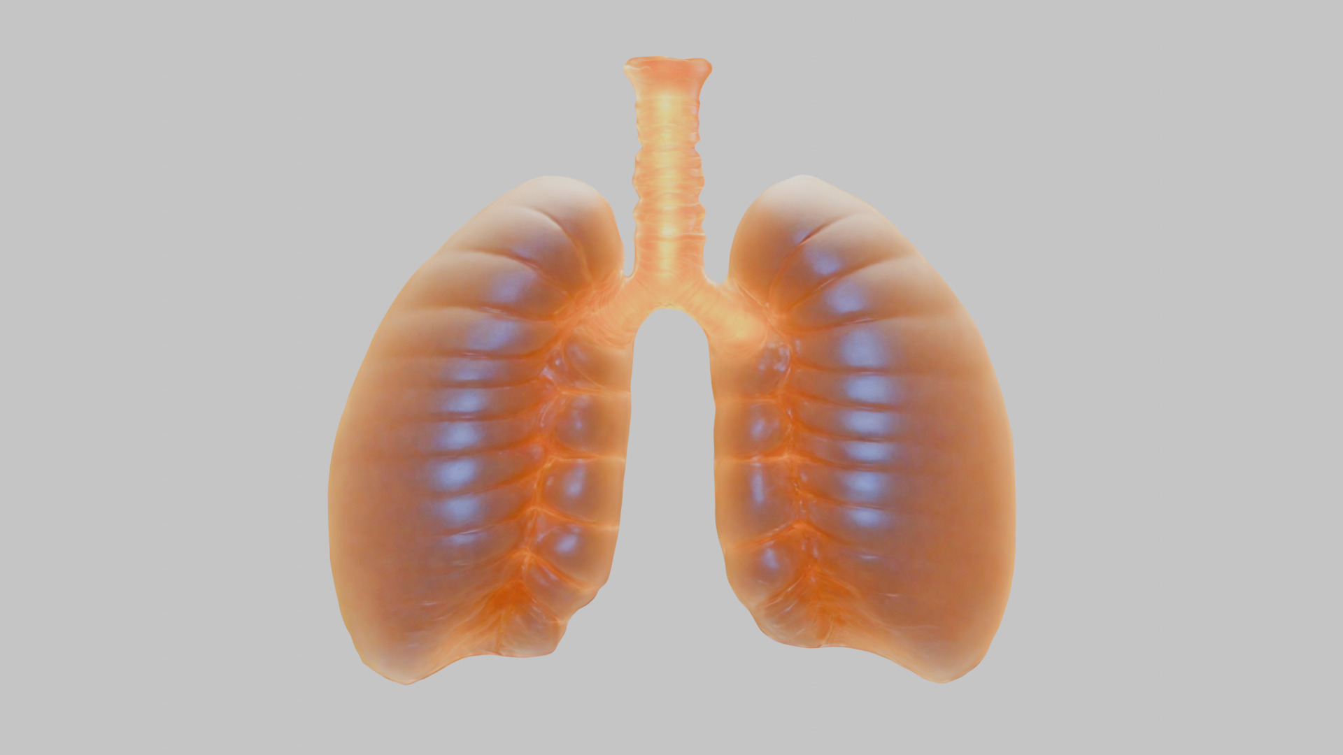 Detailed Human Lung 3D Model Low-poly 3D model_15