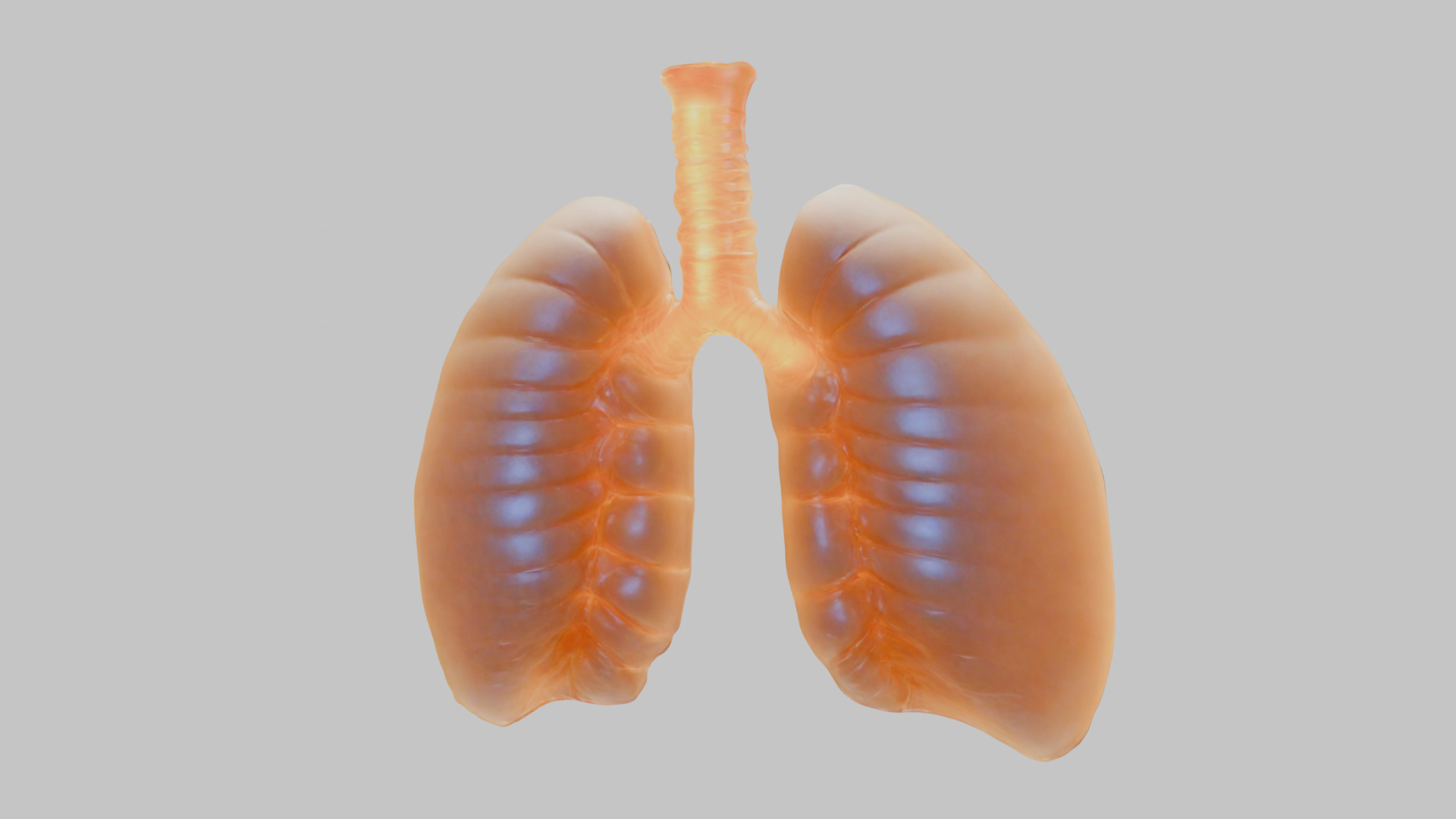 Detailed Human Lung 3D Model Low-poly 3D model_14