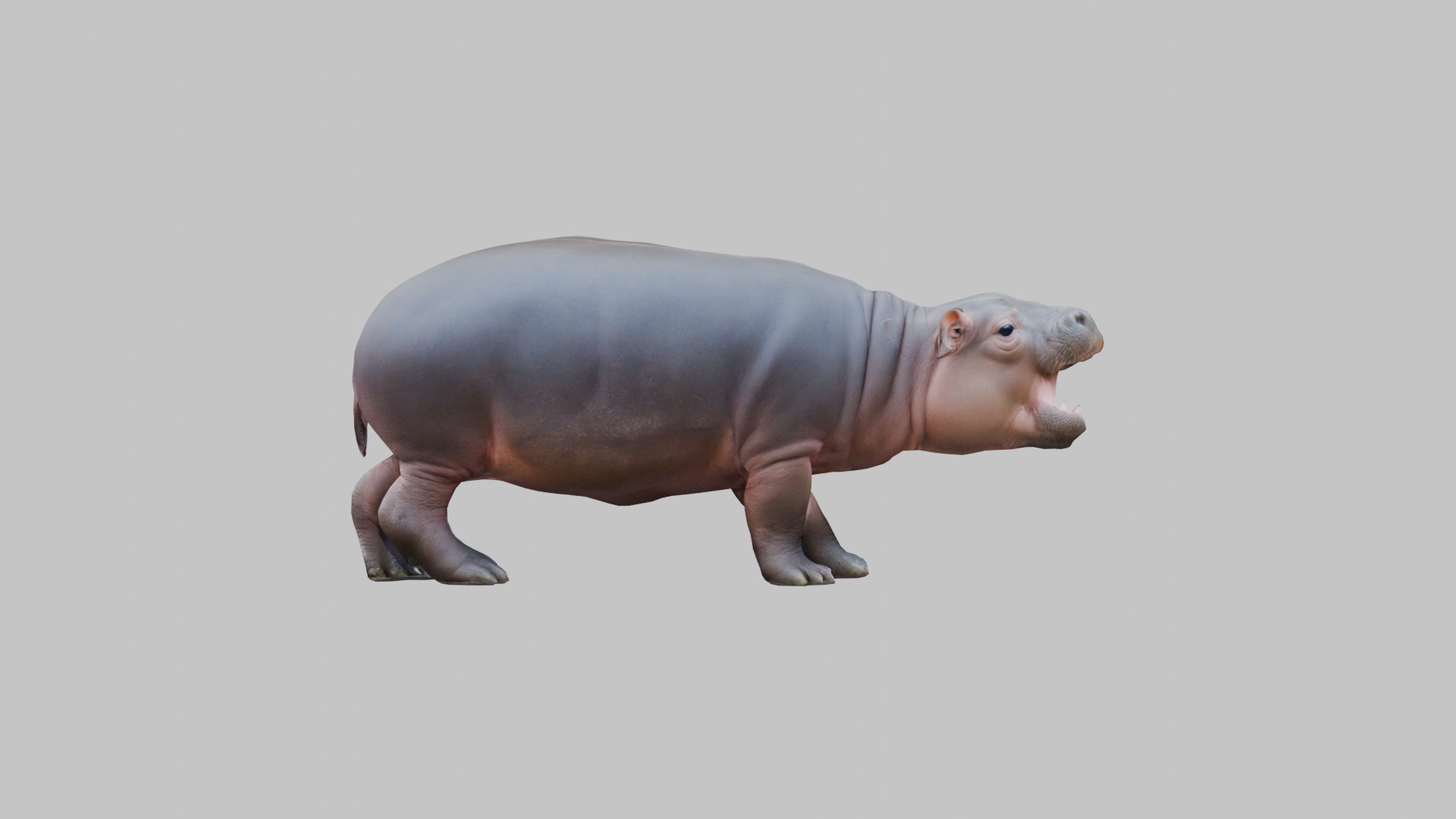 Cute Baby Hippo Roaring 3D Model Low-poly 3D model_15