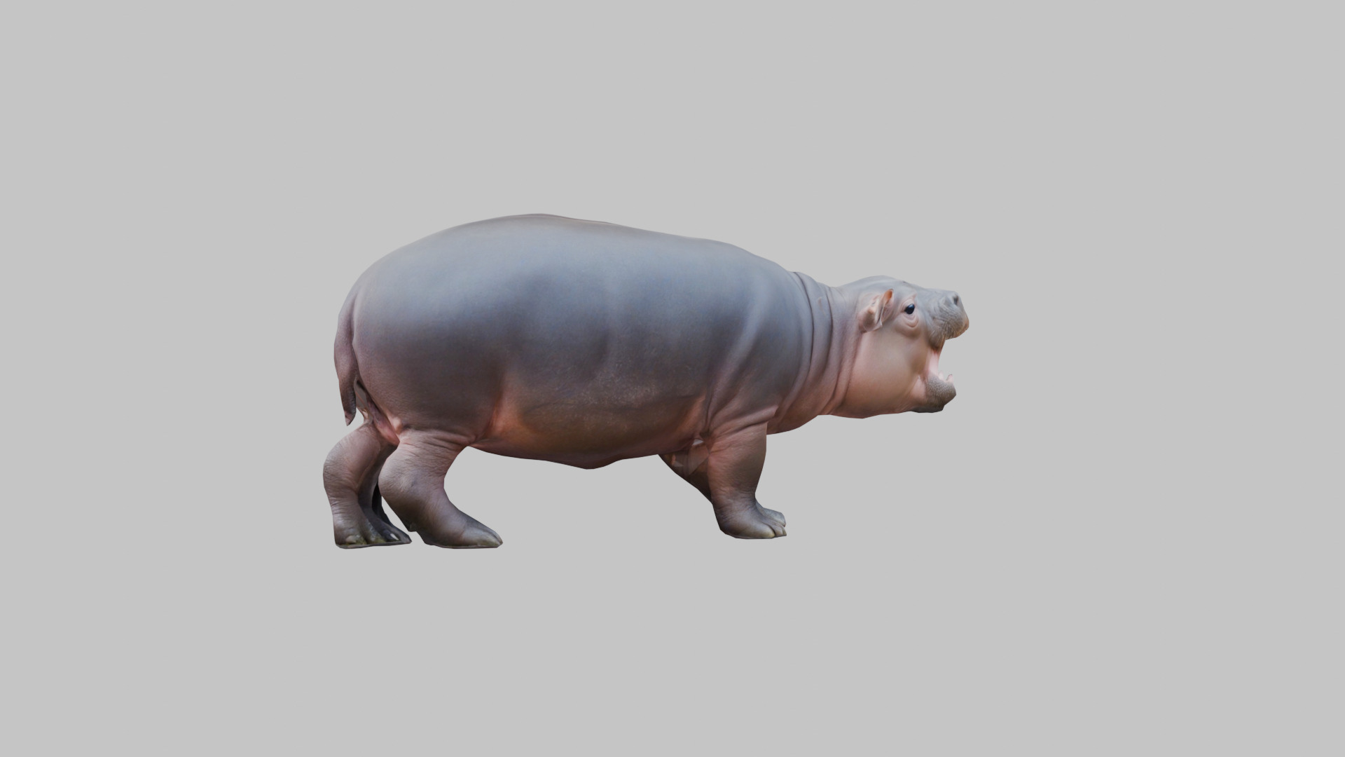 Cute Baby Hippo Roaring 3D Model Low-poly 3D model_1