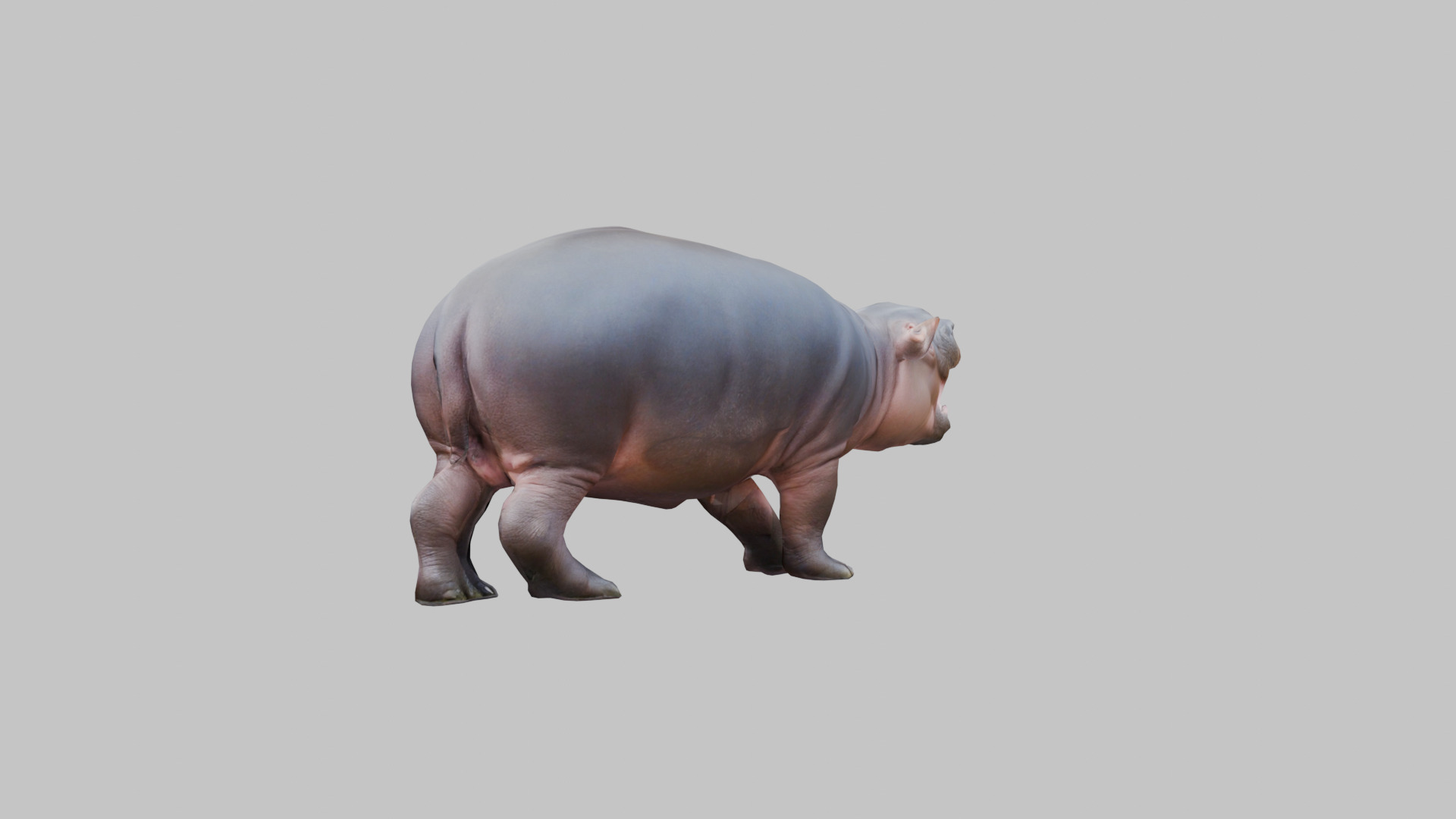 Cute Baby Hippo Roaring 3D Model Low-poly 3D model_2