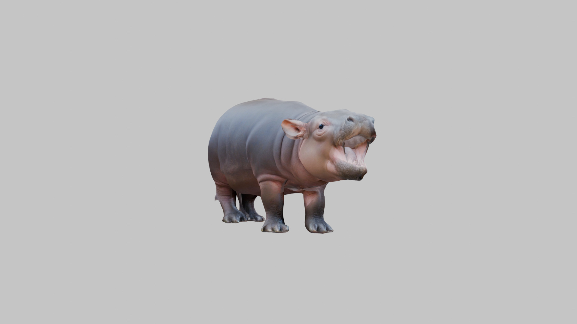 Cute Baby Hippo Roaring 3D Model Low-poly 3D model_12