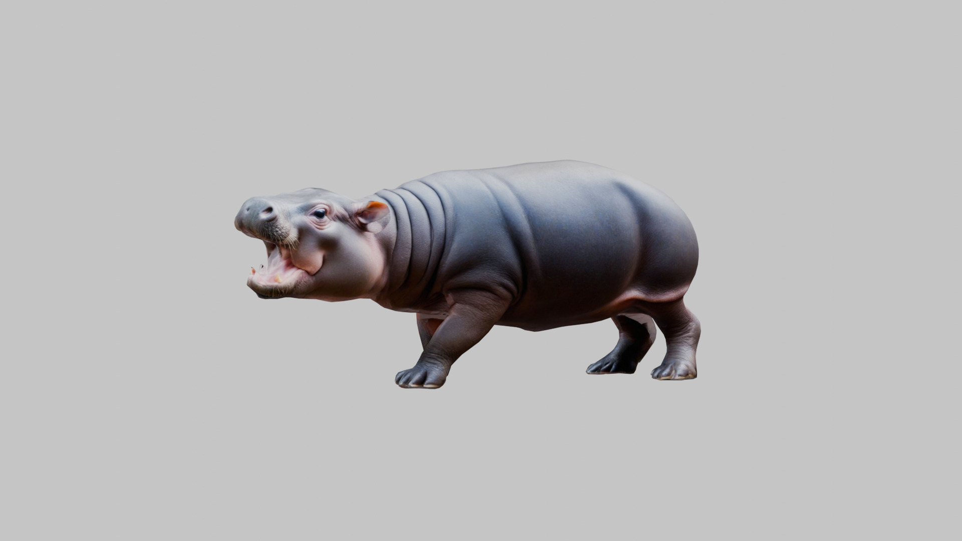 Cute Baby Hippo Roaring 3D Model Low-poly 3D model_8