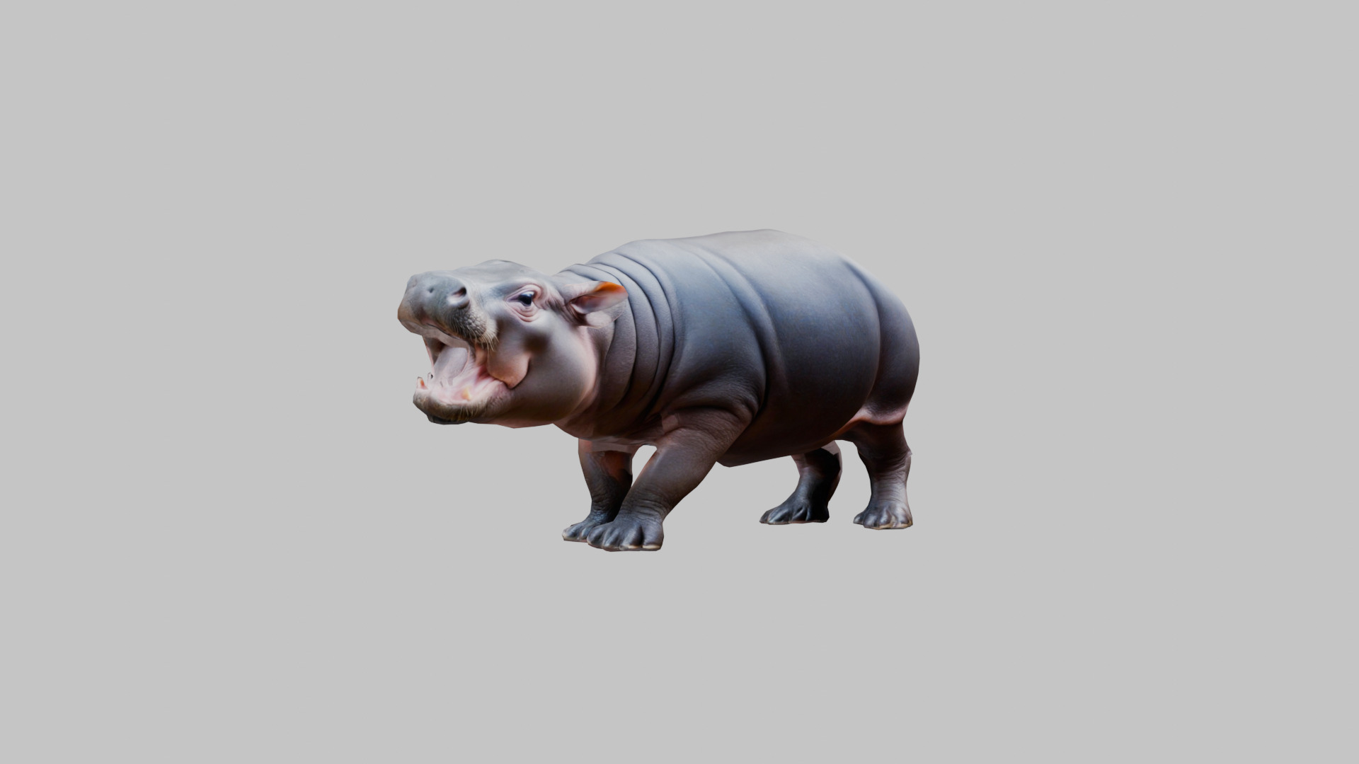 Cute Baby Hippo Roaring 3D Model Low-poly 3D model_9
