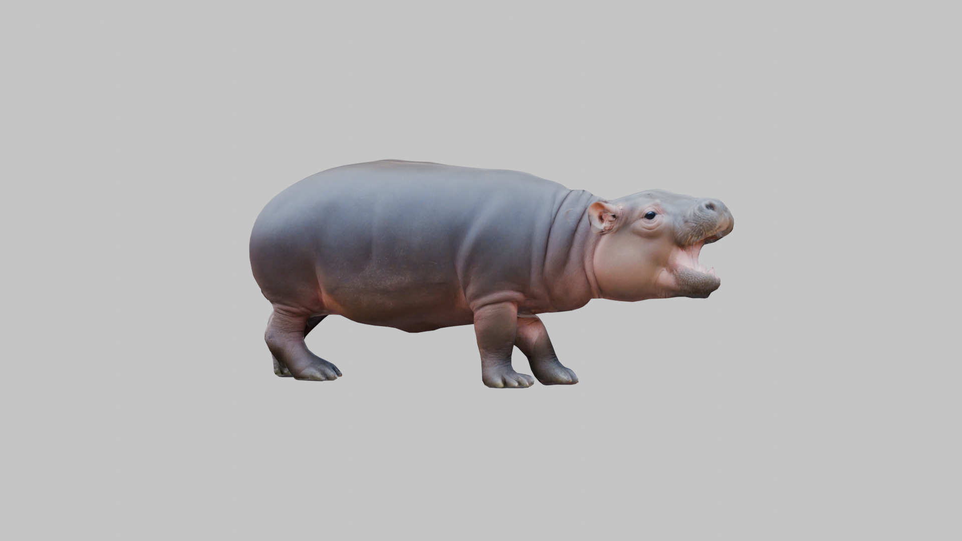 Cute Baby Hippo Roaring 3D Model Low-poly 3D model_14