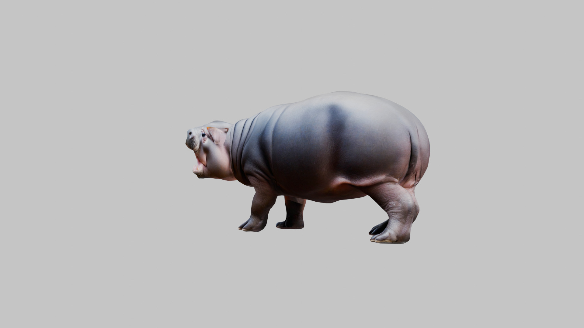Cute Baby Hippo Roaring 3D Model Low-poly 3D model_6