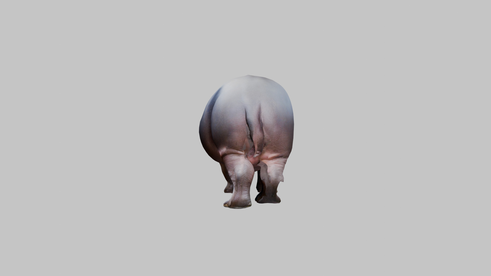 Cute Baby Hippo Roaring 3D Model Low-poly 3D model_4