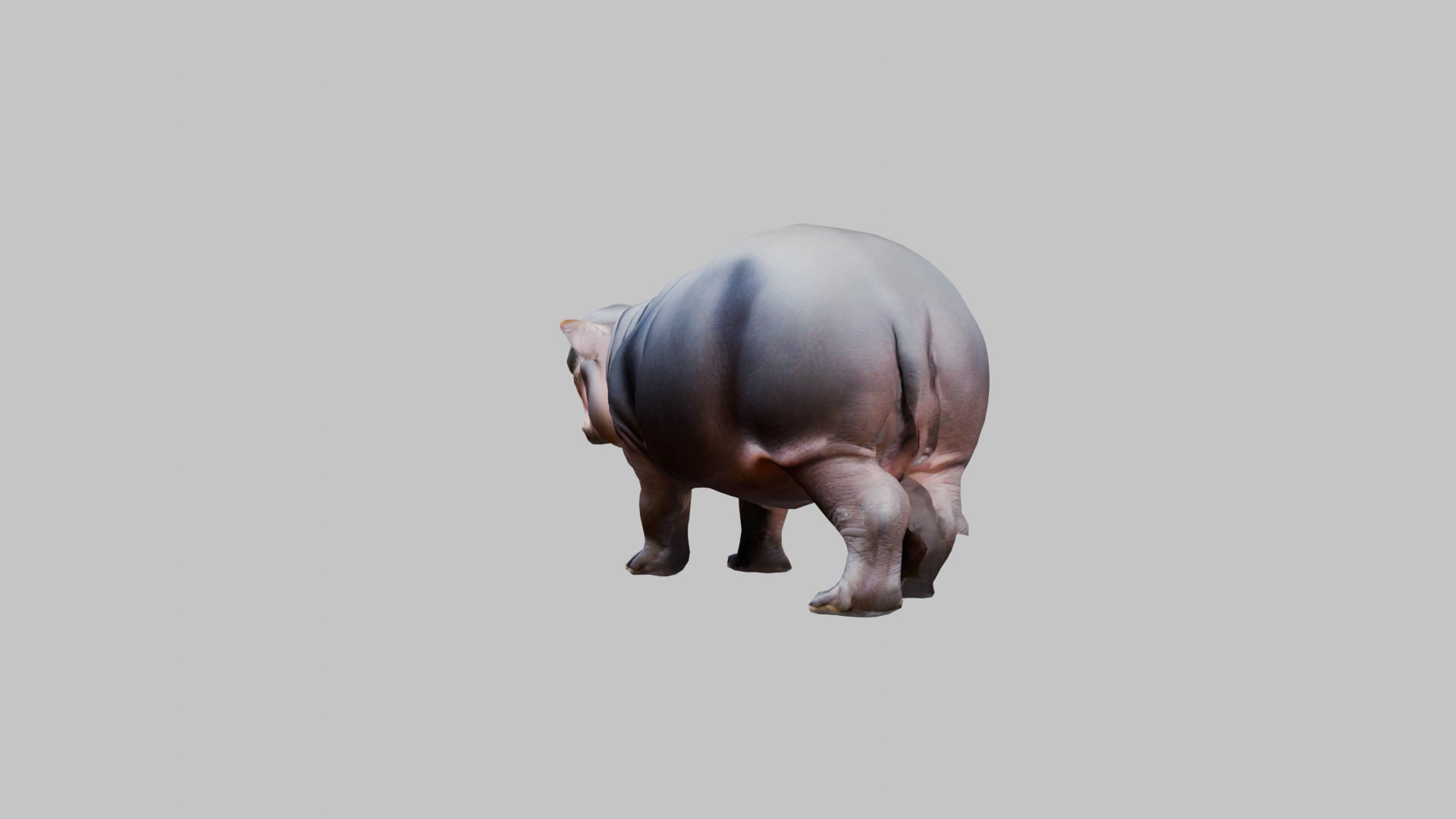 Cute Baby Hippo Roaring 3D Model Low-poly 3D model_5
