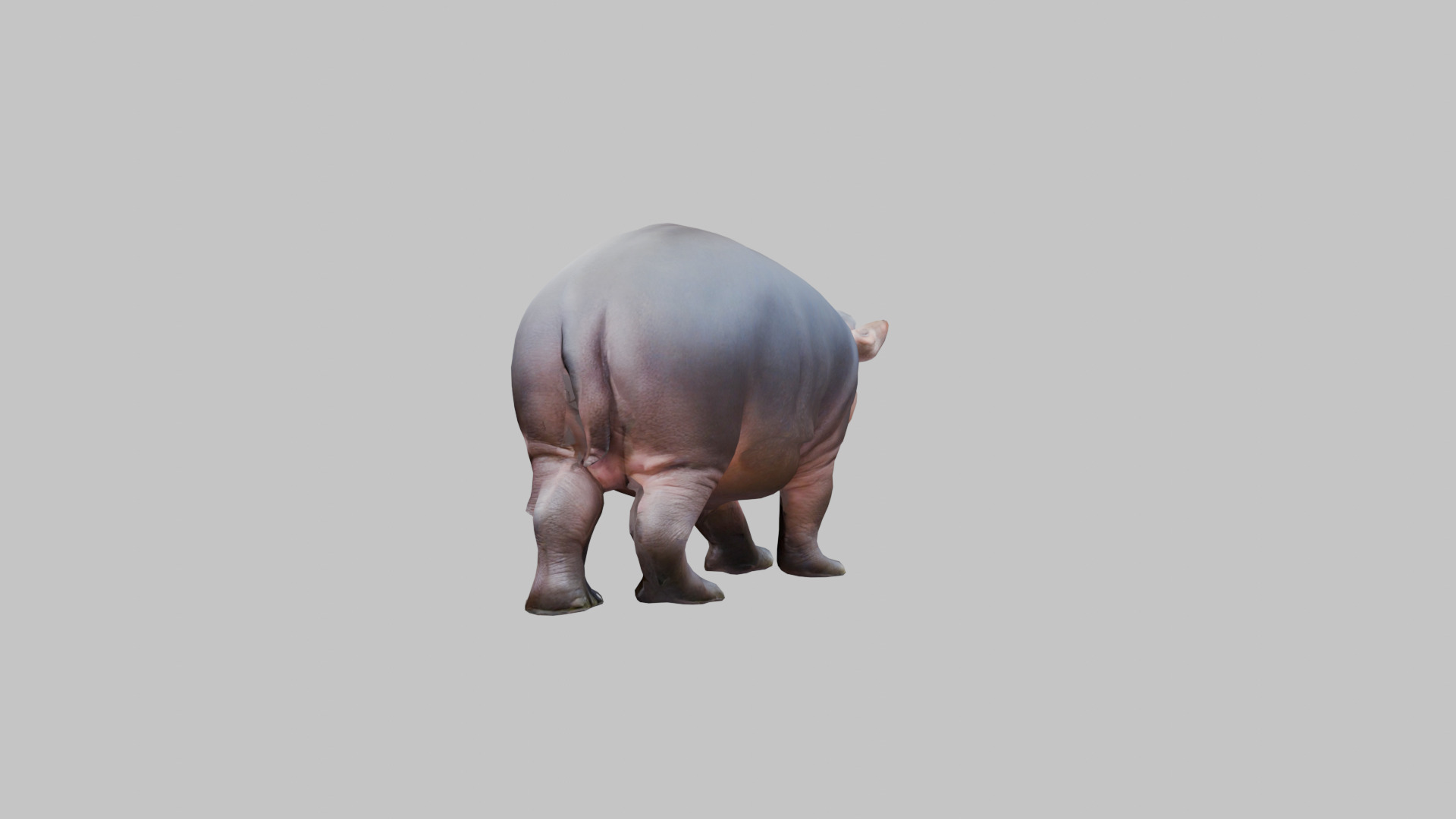 Cute Baby Hippo Roaring 3D Model Low-poly 3D model_3