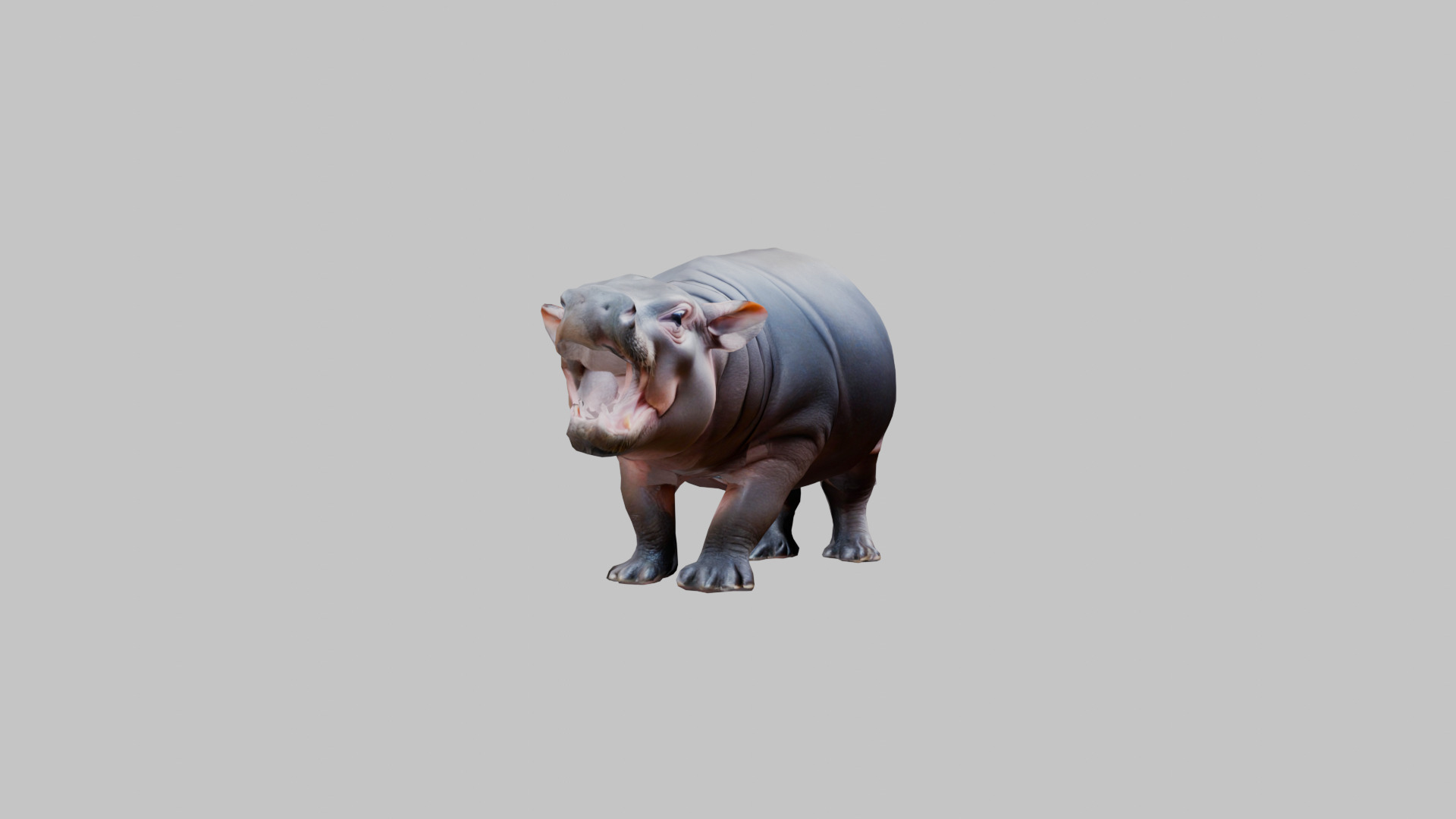Cute Baby Hippo Roaring 3D Model Low-poly 3D model_10