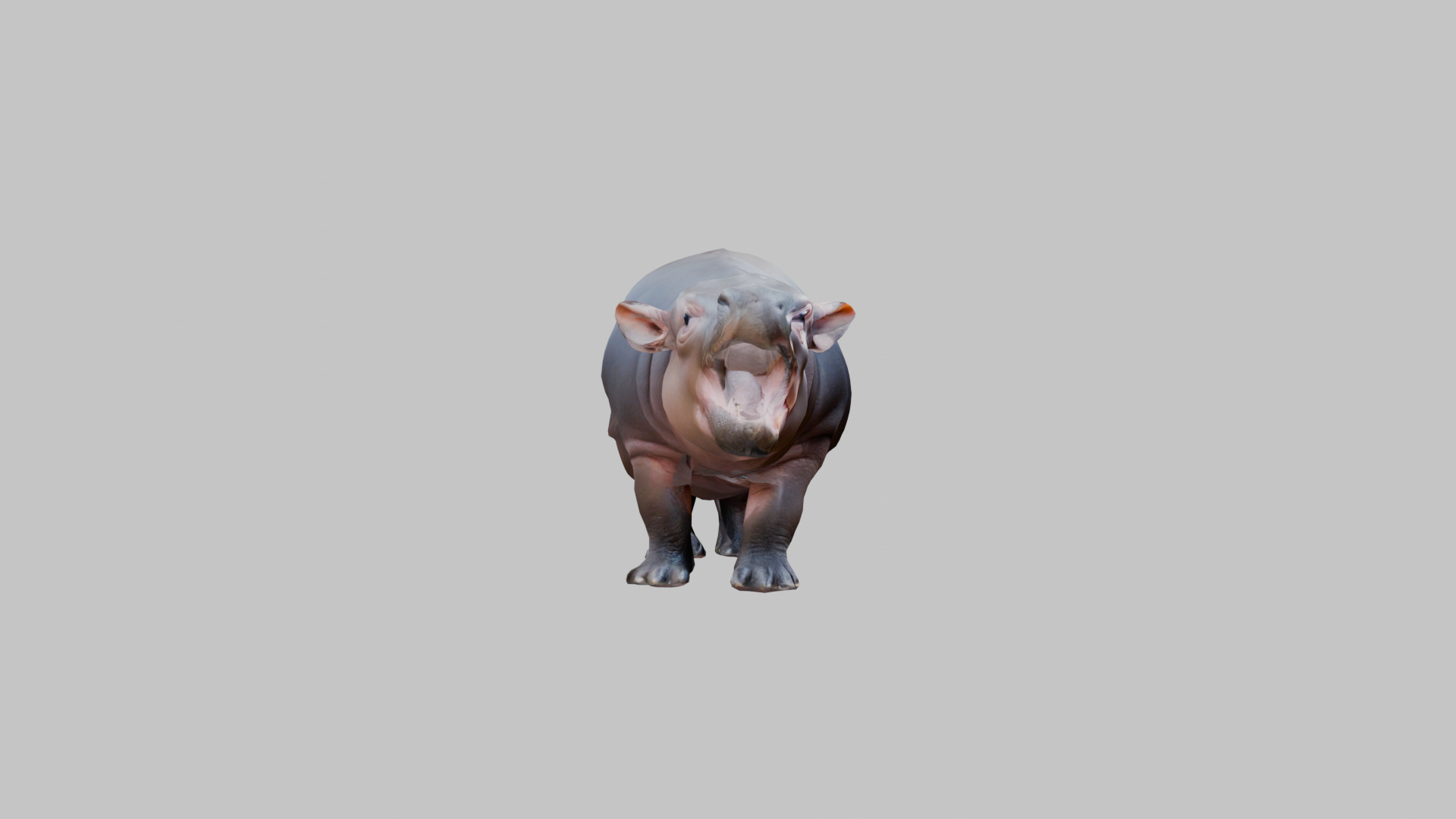 Cute Baby Hippo Roaring 3D Model Low-poly 3D model_11