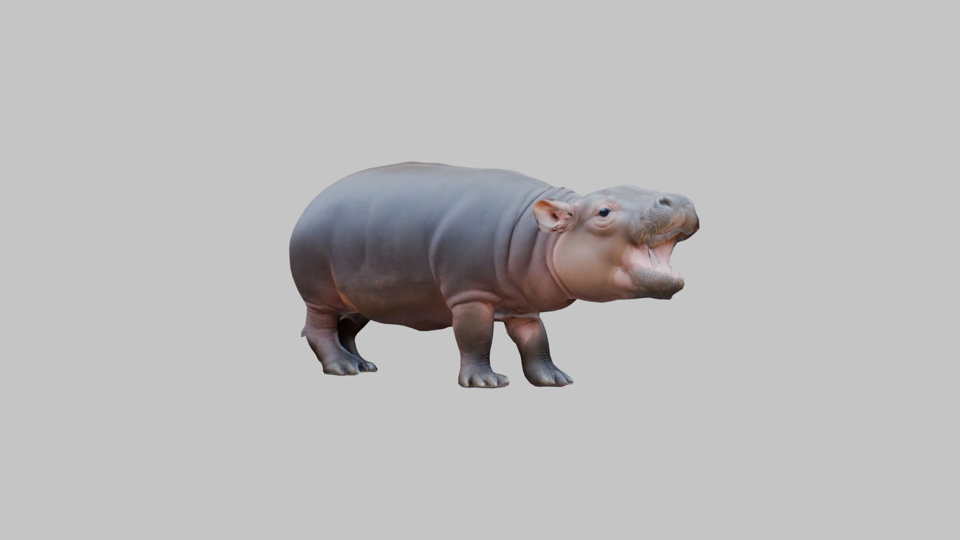 Cute Baby Hippo Roaring 3D Model Low-poly 3D model_13