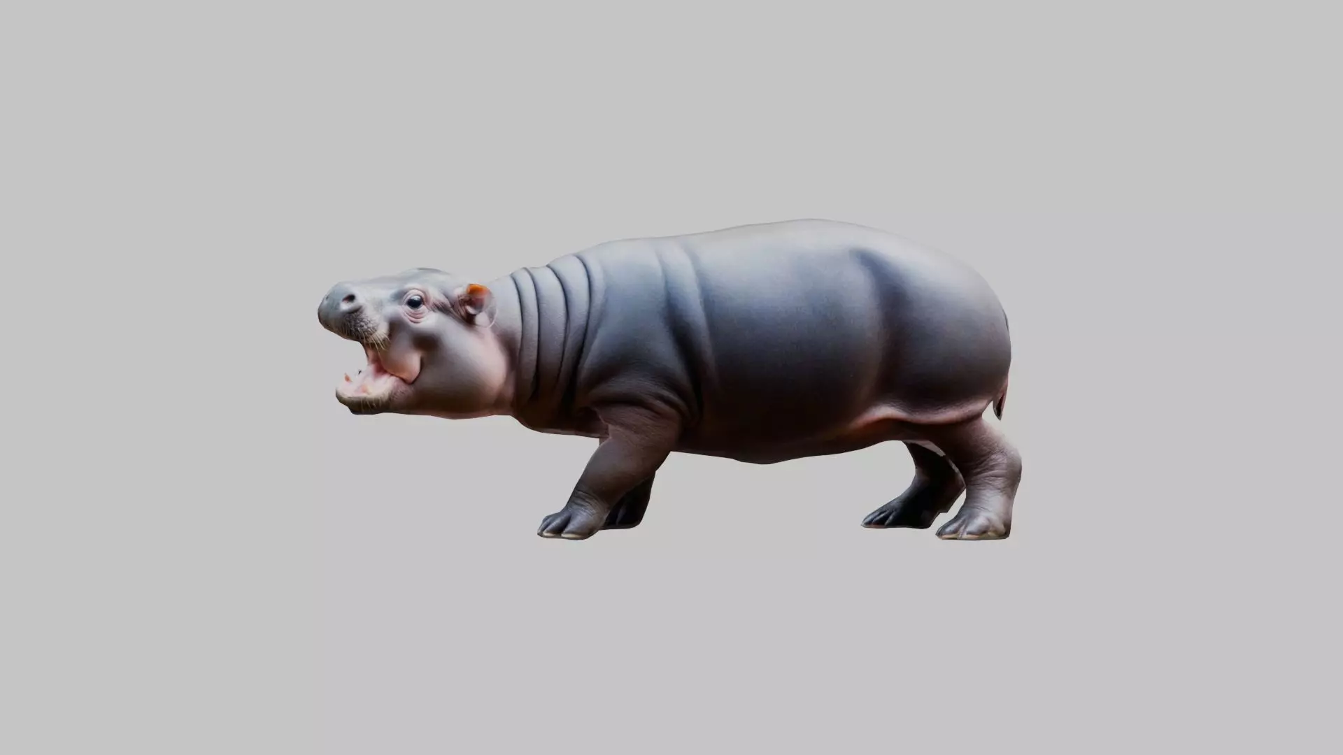 Cute Baby Hippo Roaring 3D Model Low-poly 3D model_0